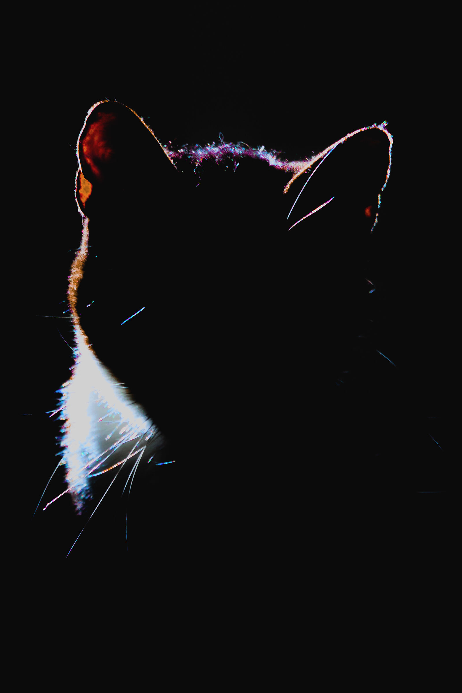 A Strange Silhouette