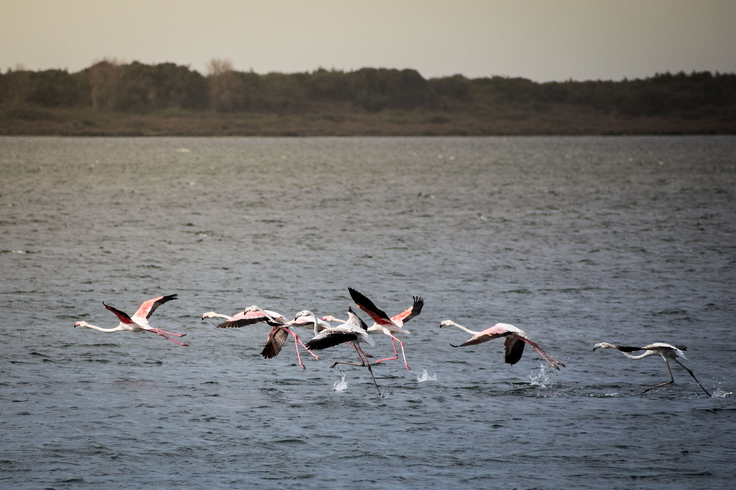 Il decollo dei fenicotteri