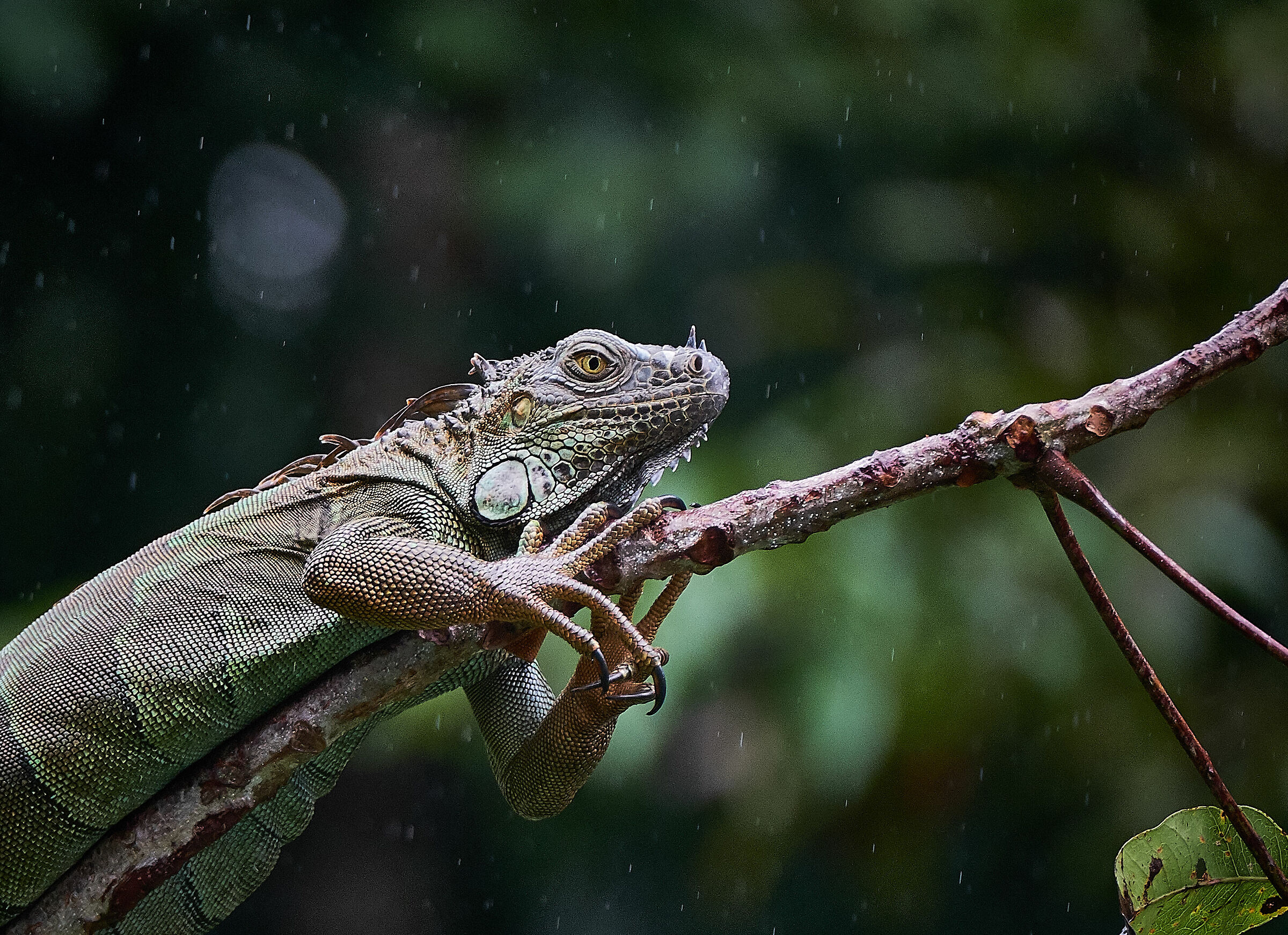 Iguana iguana (femmina)