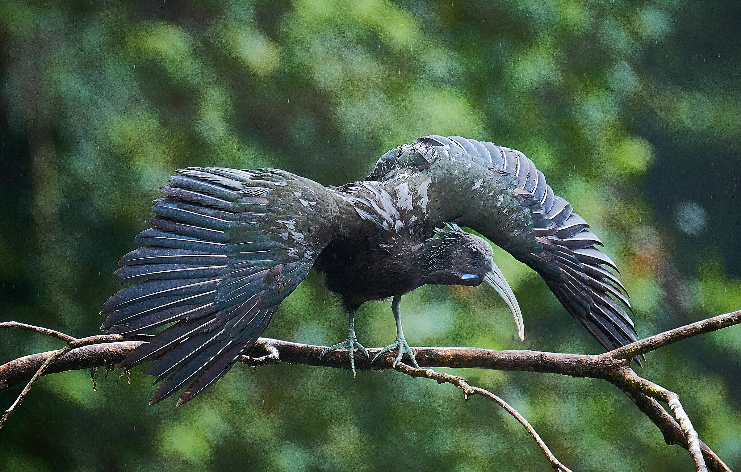 Ibis verde (Mesembrinibis cayennensis)