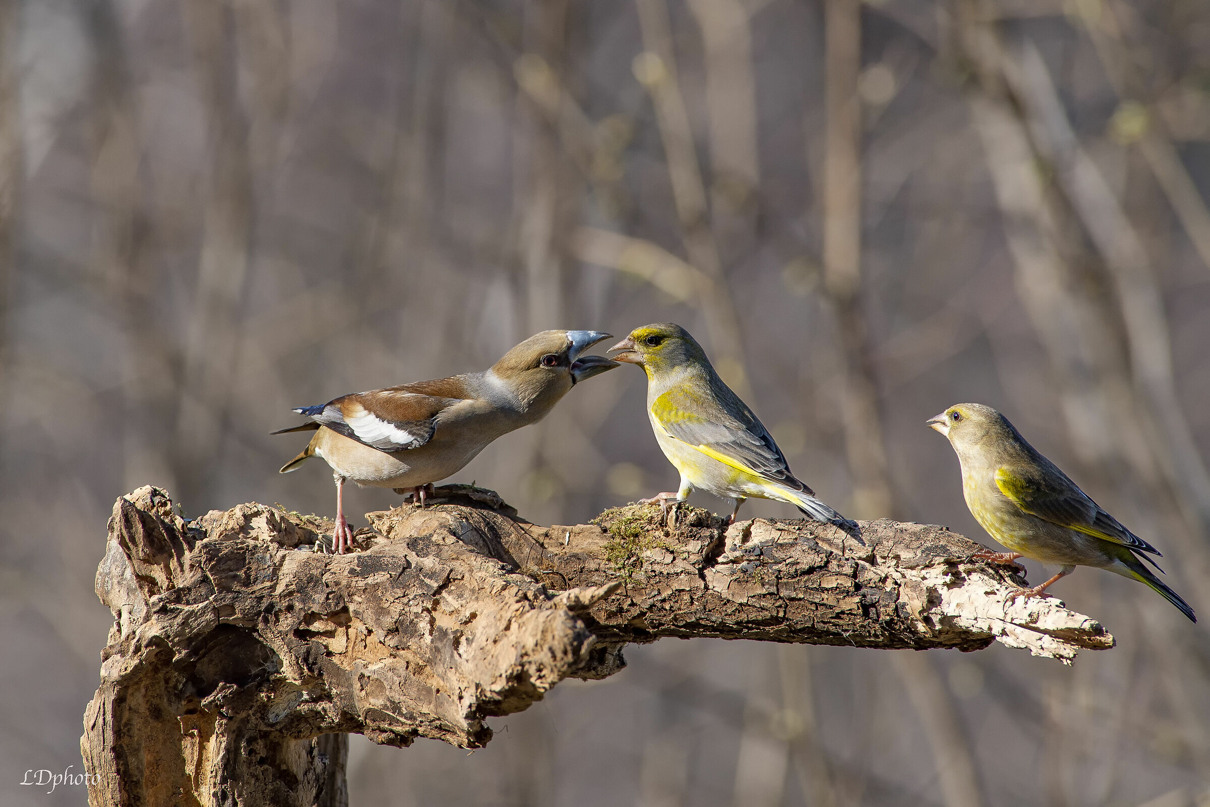 Ma tu mi capisci a me?