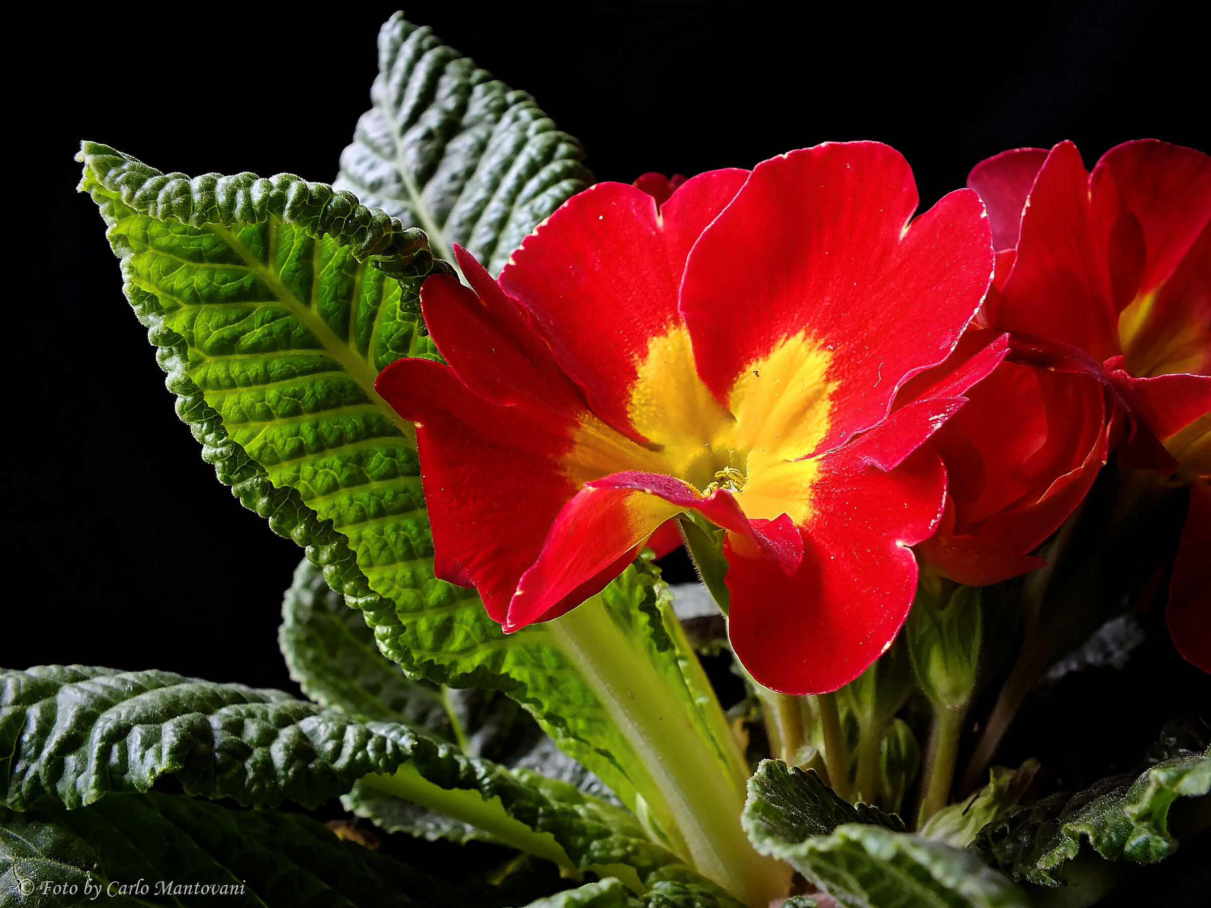 Primula rossa