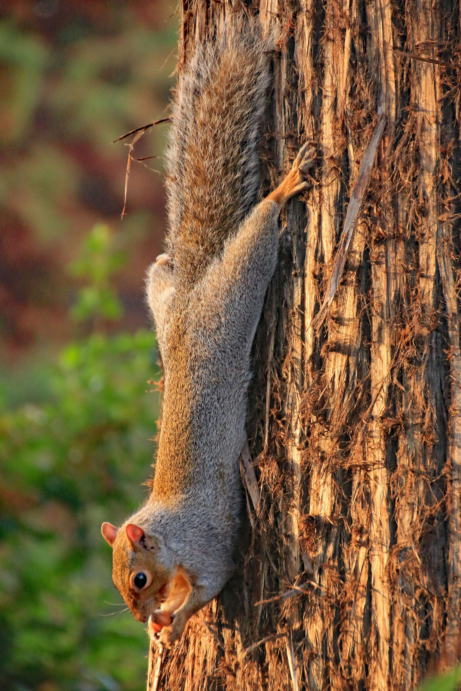 Breakfast upside down..