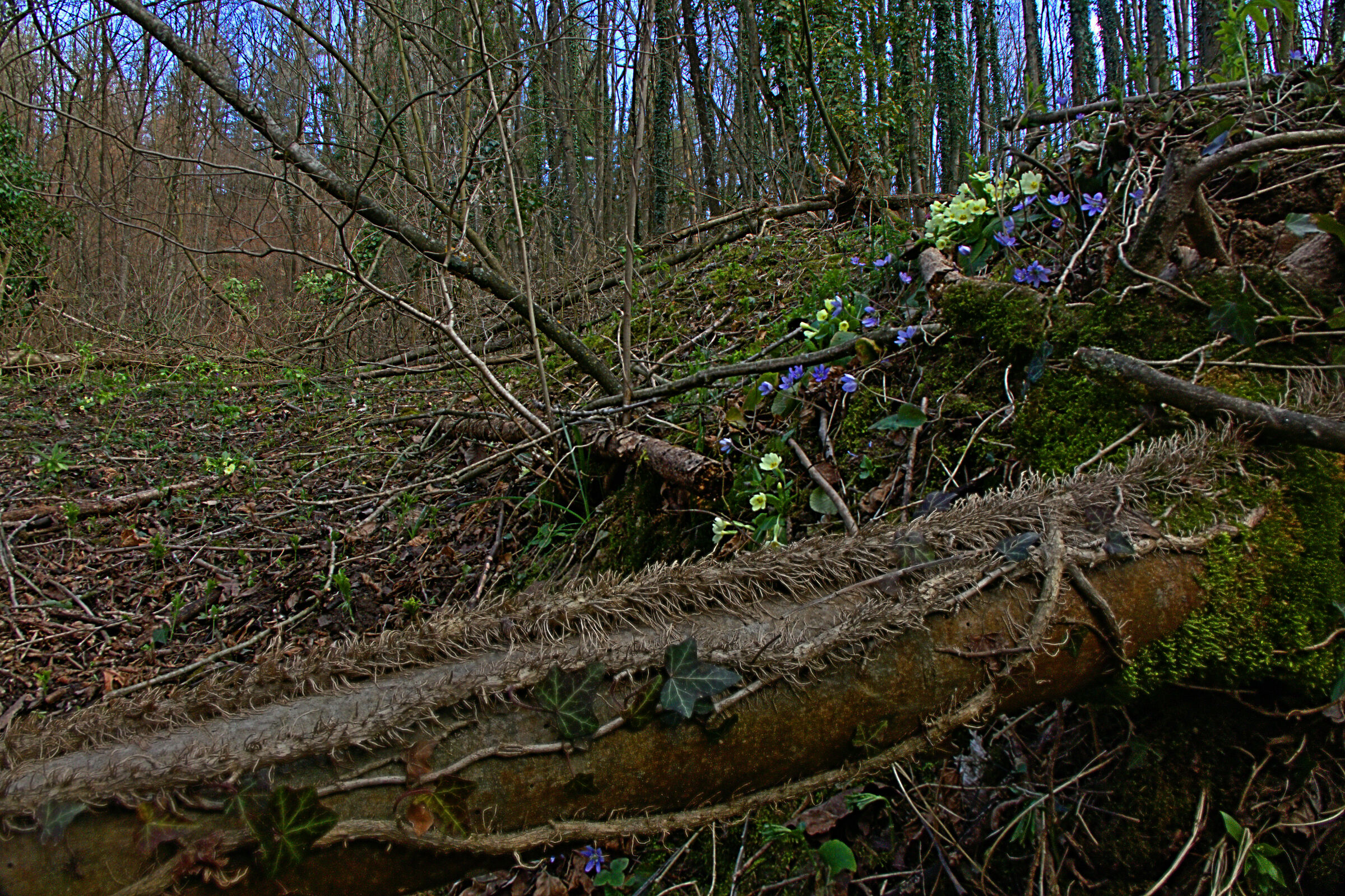 Bosco Selvaggio (questa mi piace molto)