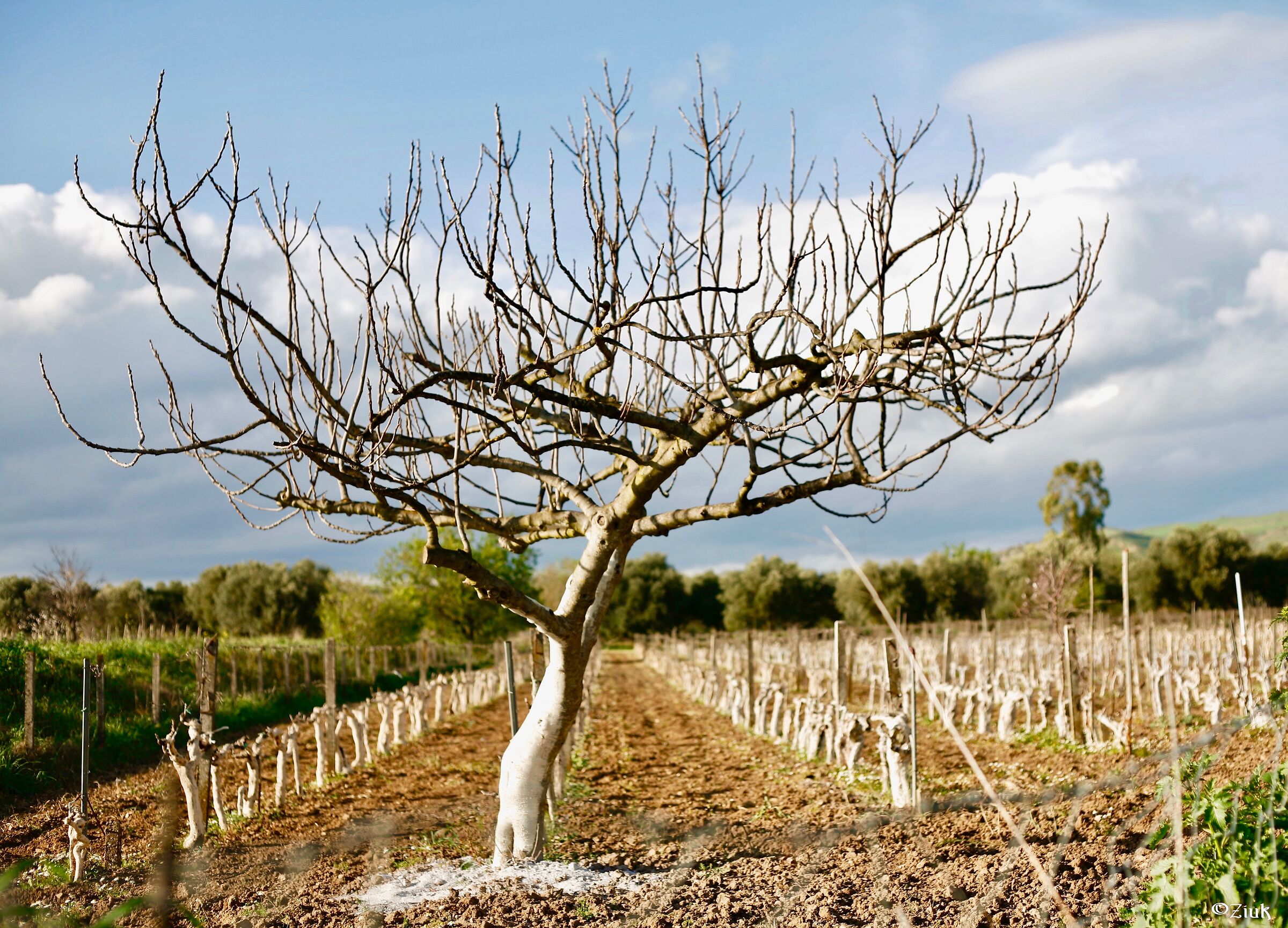 L'albero bianco della bianca vigna