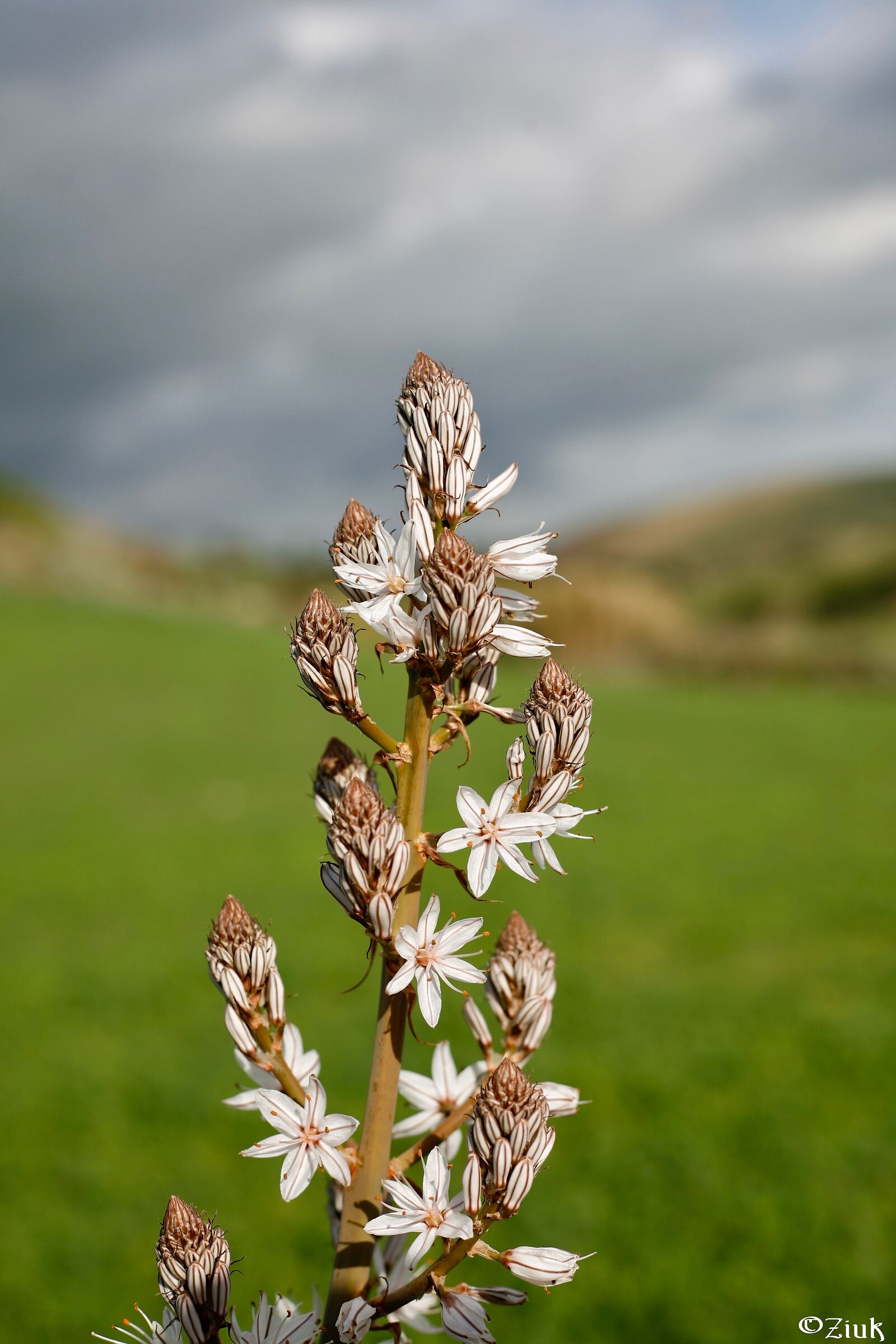 Asfodelo delle campagne di Guasila (su)