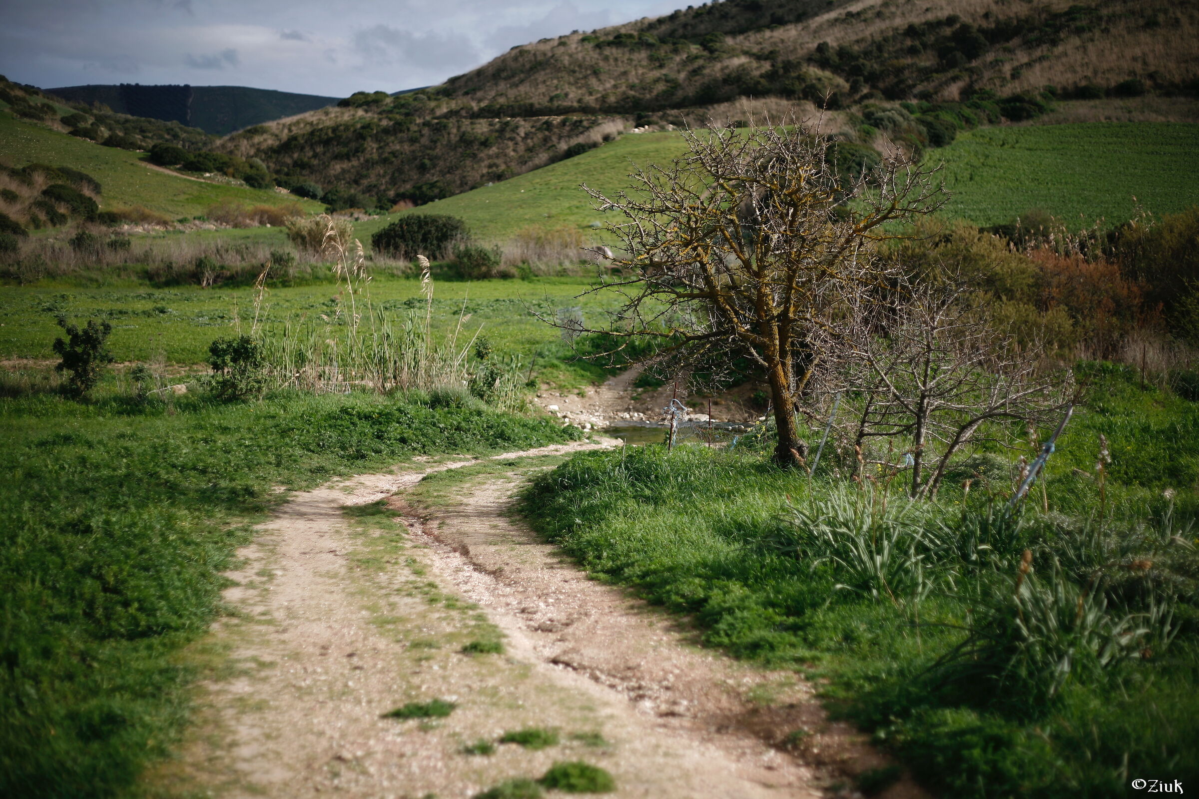 Campagna di Guasila (su) loc. "Sippiu"