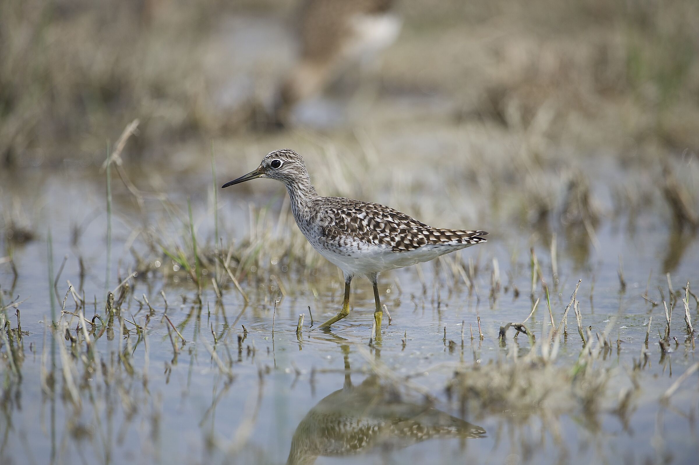 piropiro boschereccio
