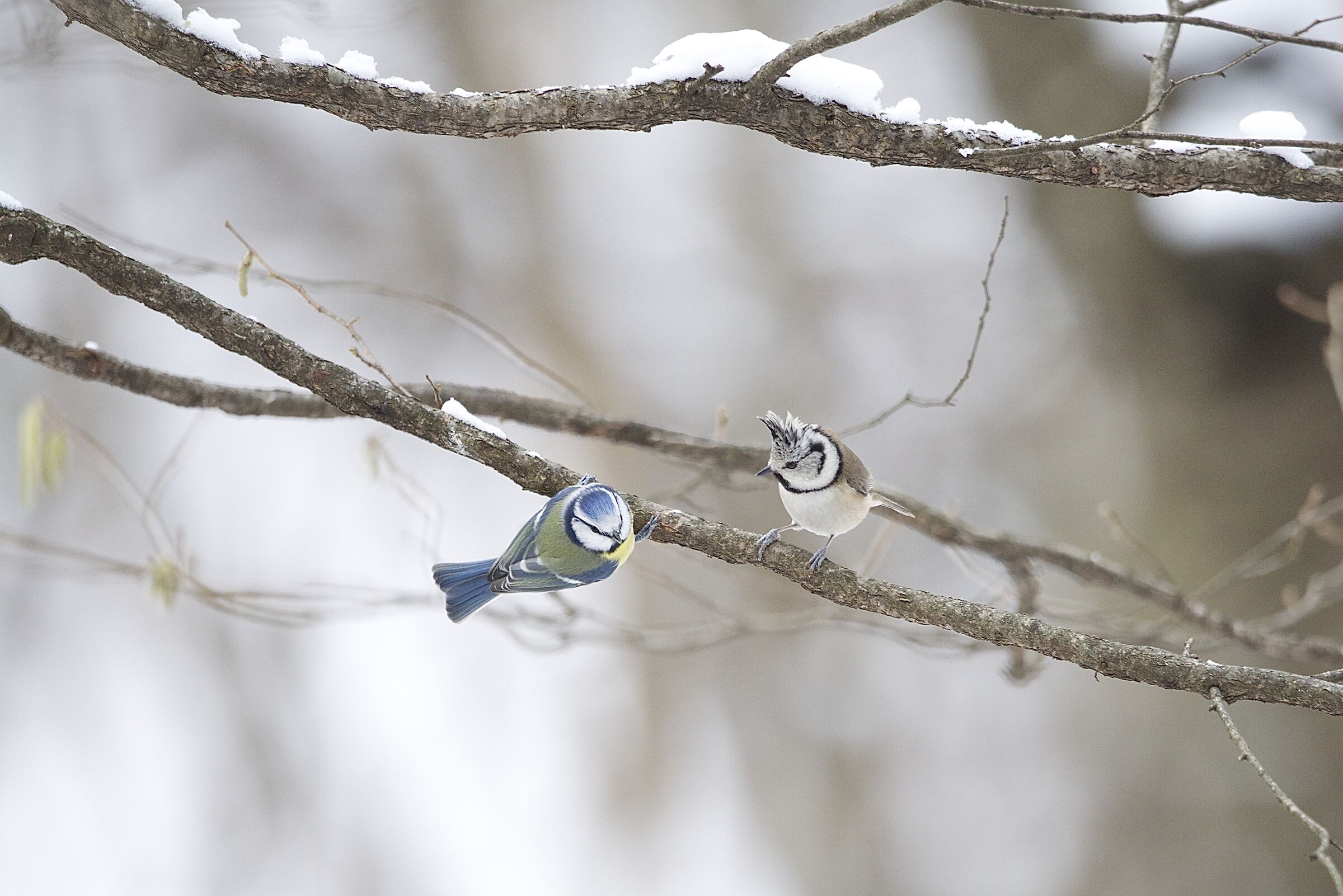 cincia dal ciuffo con cinciarella