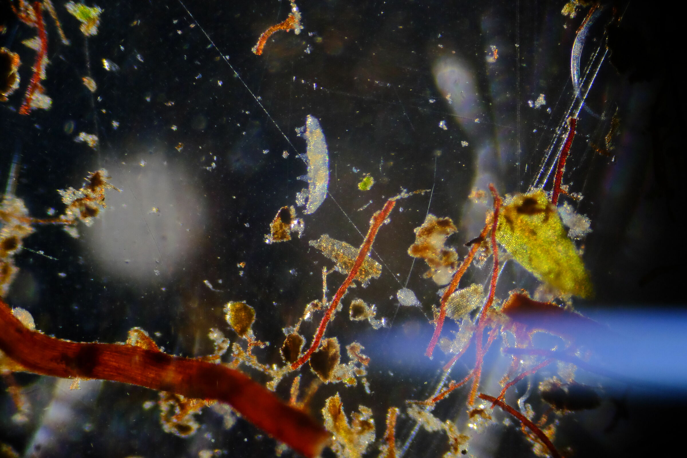 Tardigrade in the water