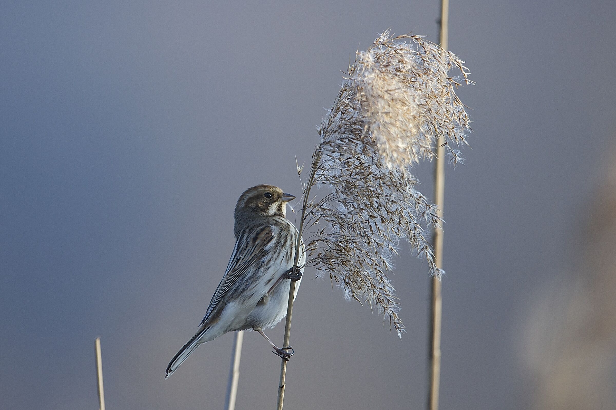migliarino di palude