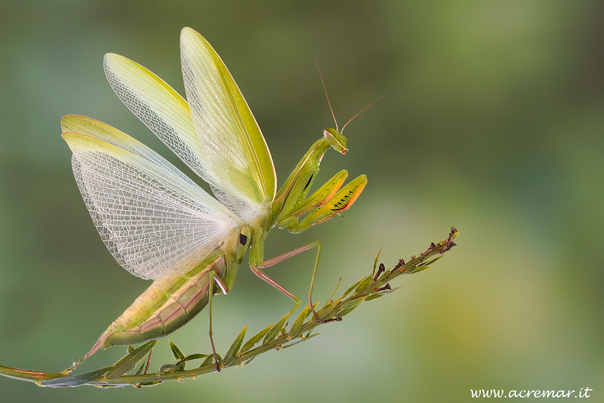 Praying Mantis