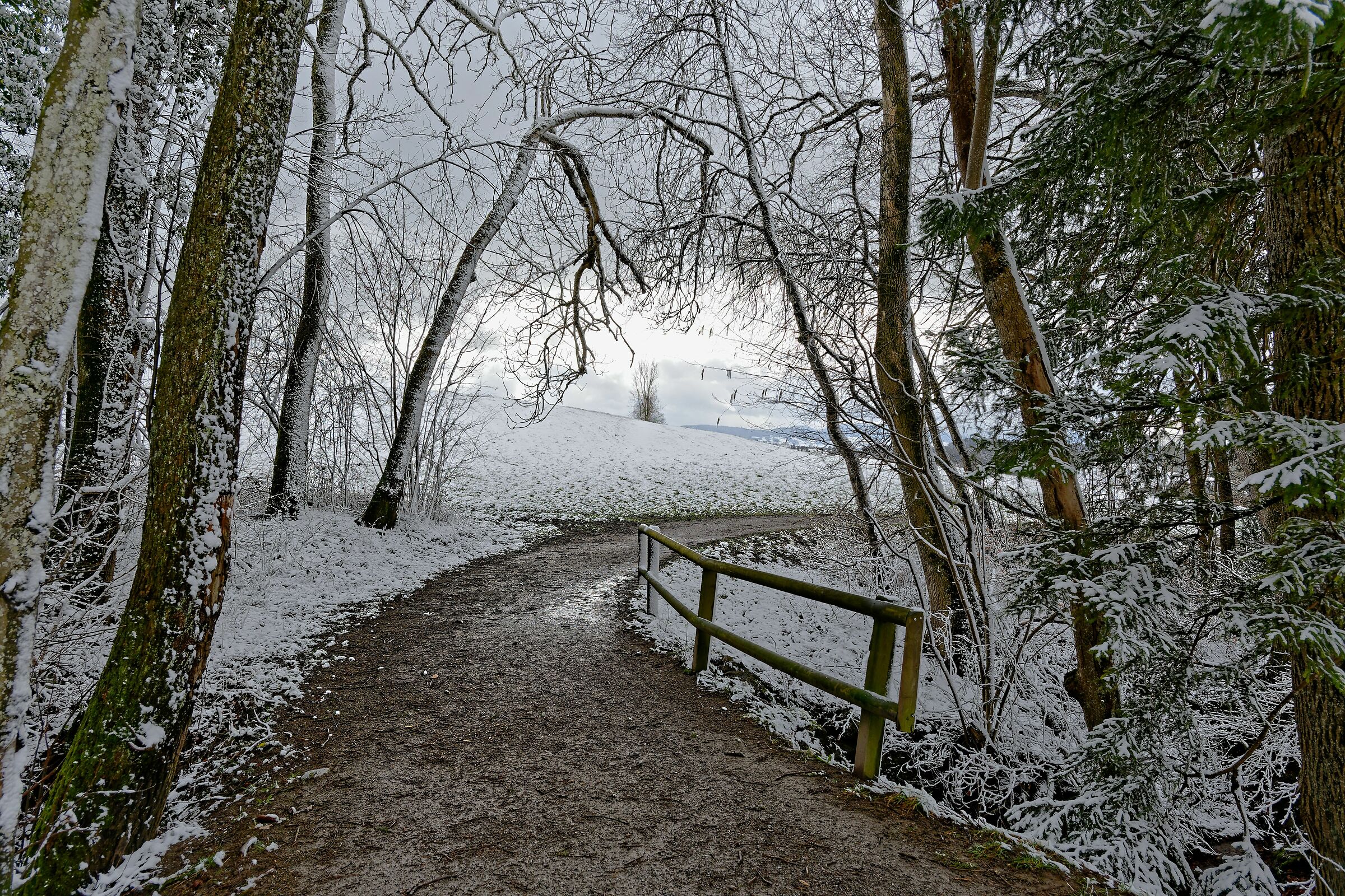 The white path