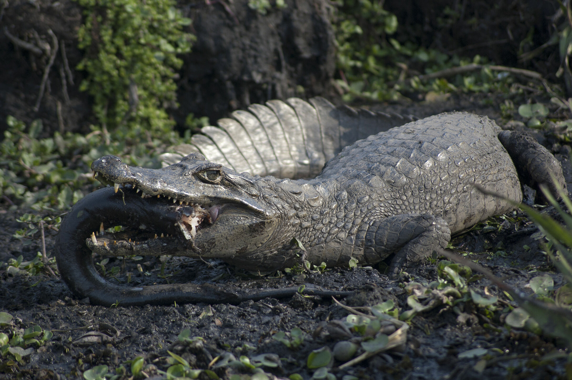 Esteros de Iberà - The Meal