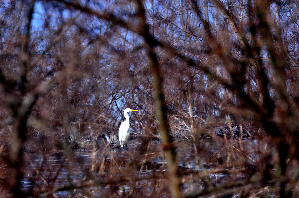 Airone bianco maggiore