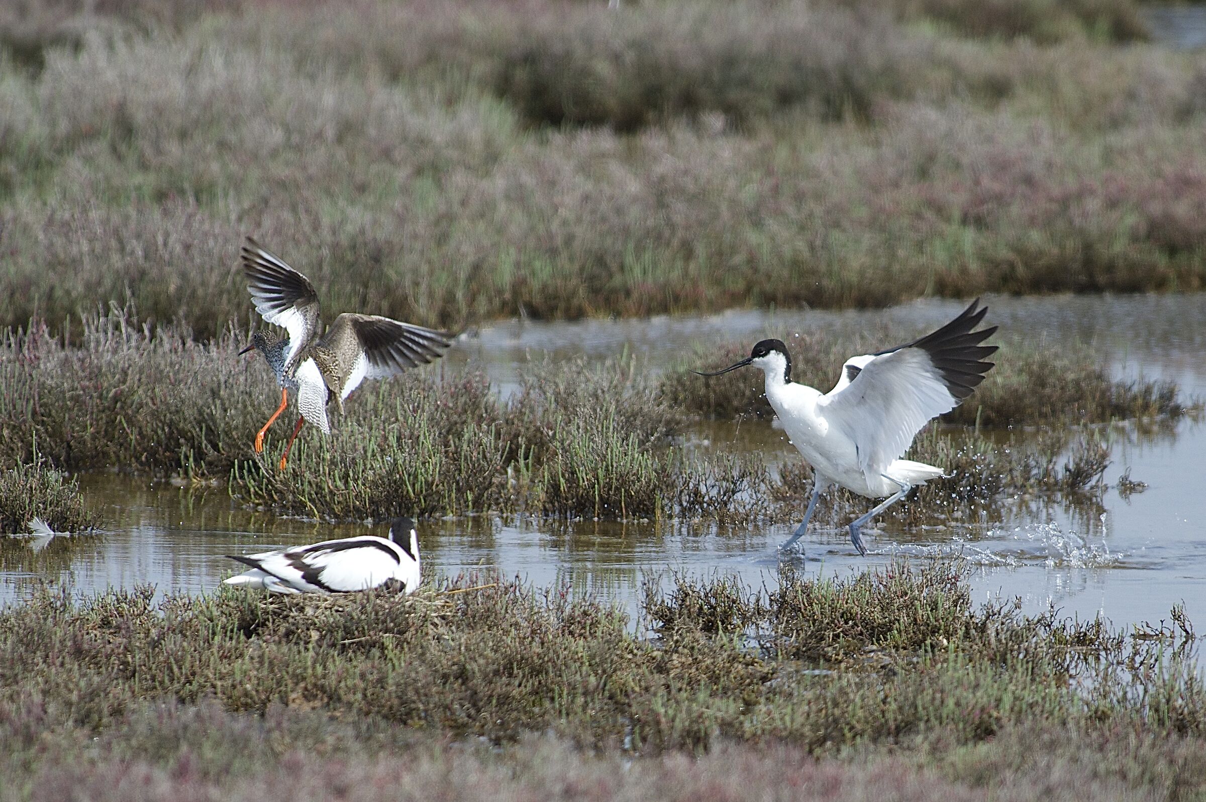avocetta