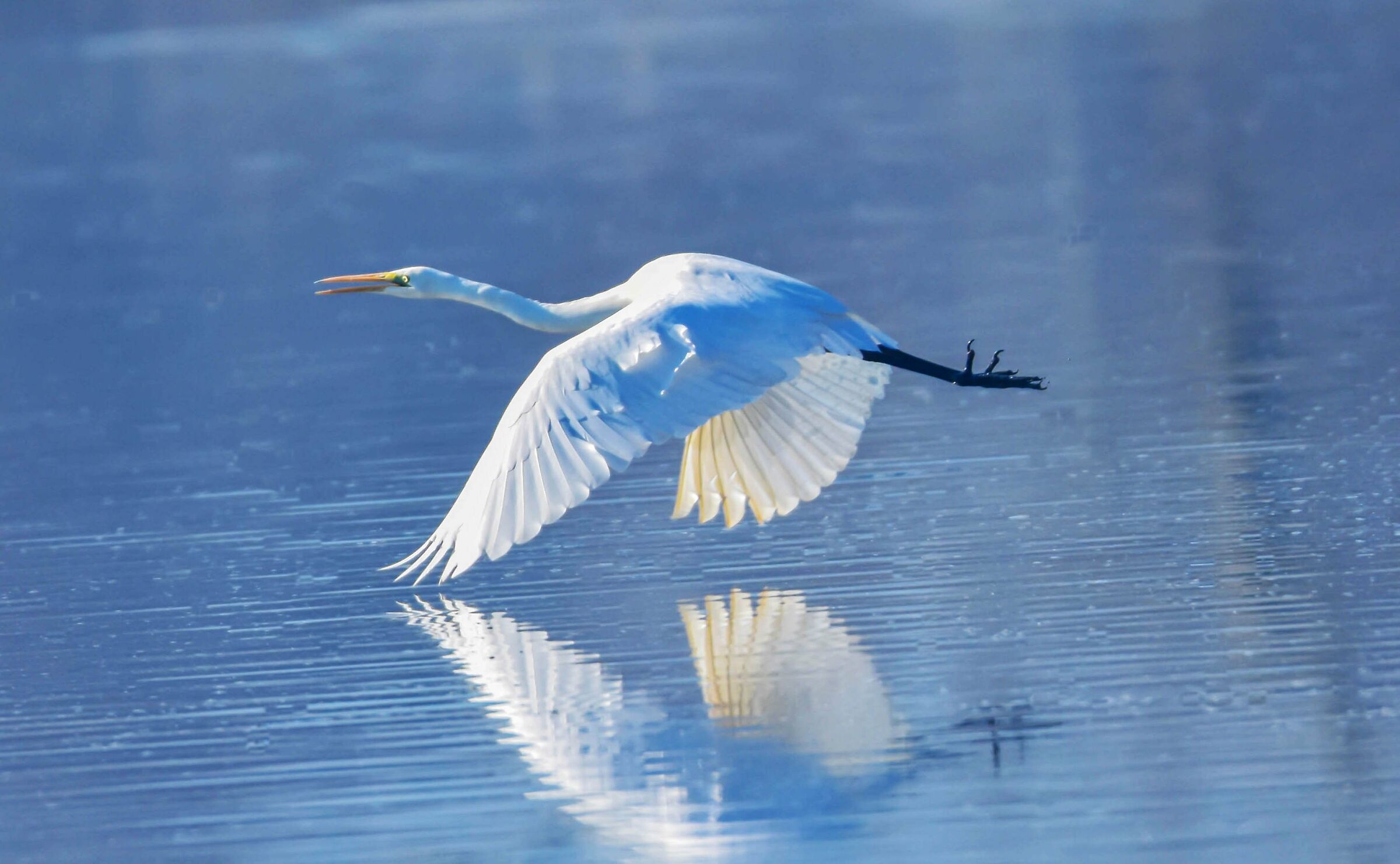 Airone bianco maggiore