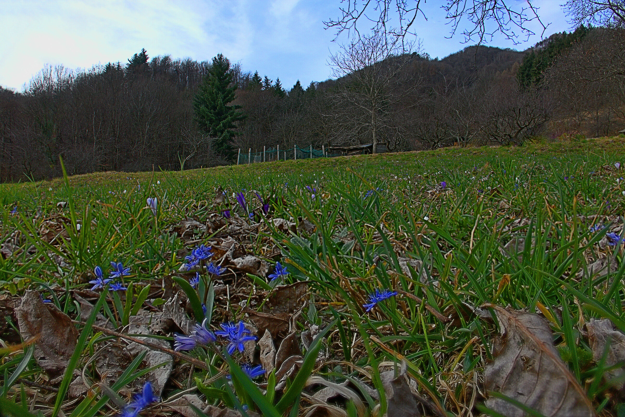 Scille in Attesa (del temporale) (nuova versione)