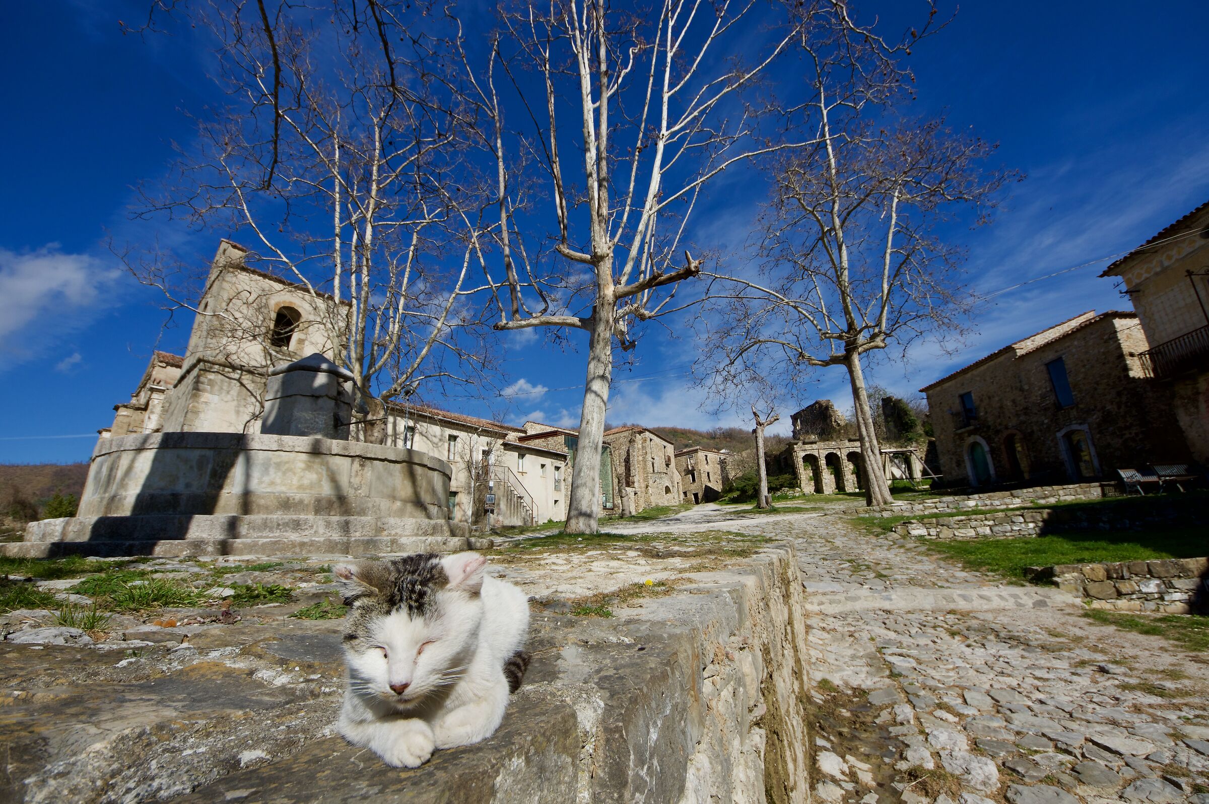 Gatto Roscigno