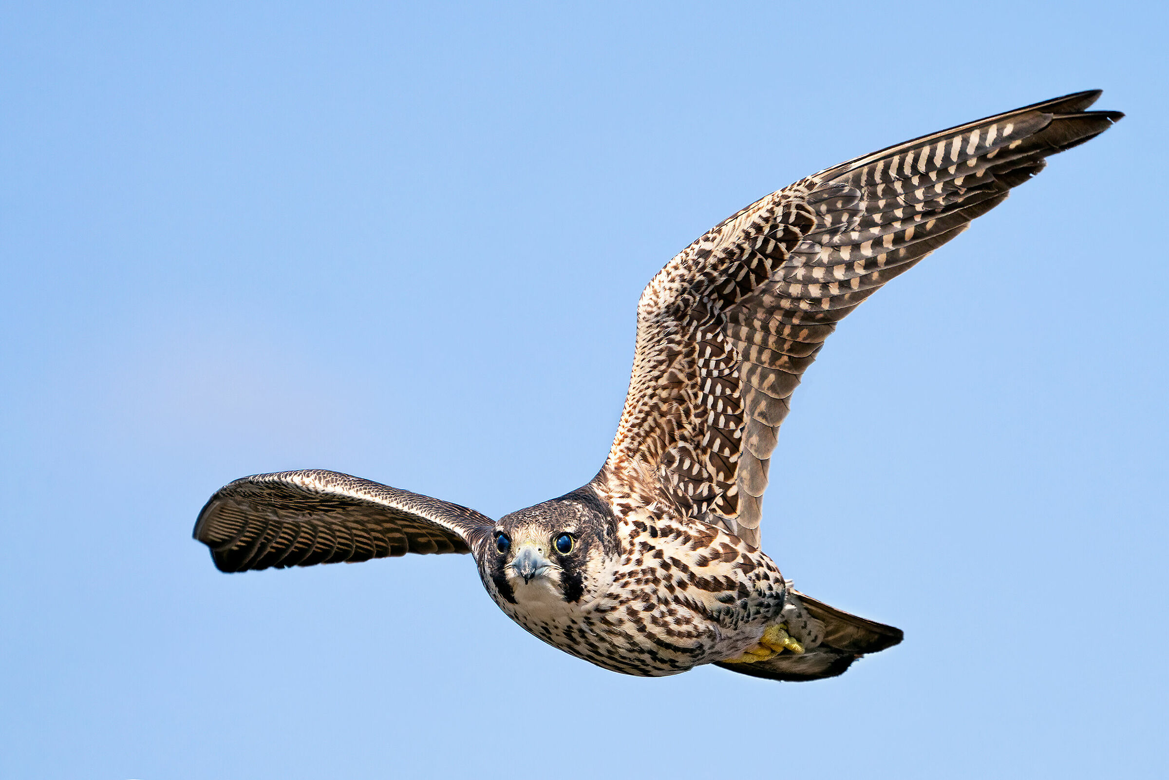 Falco pellegrino Calidus