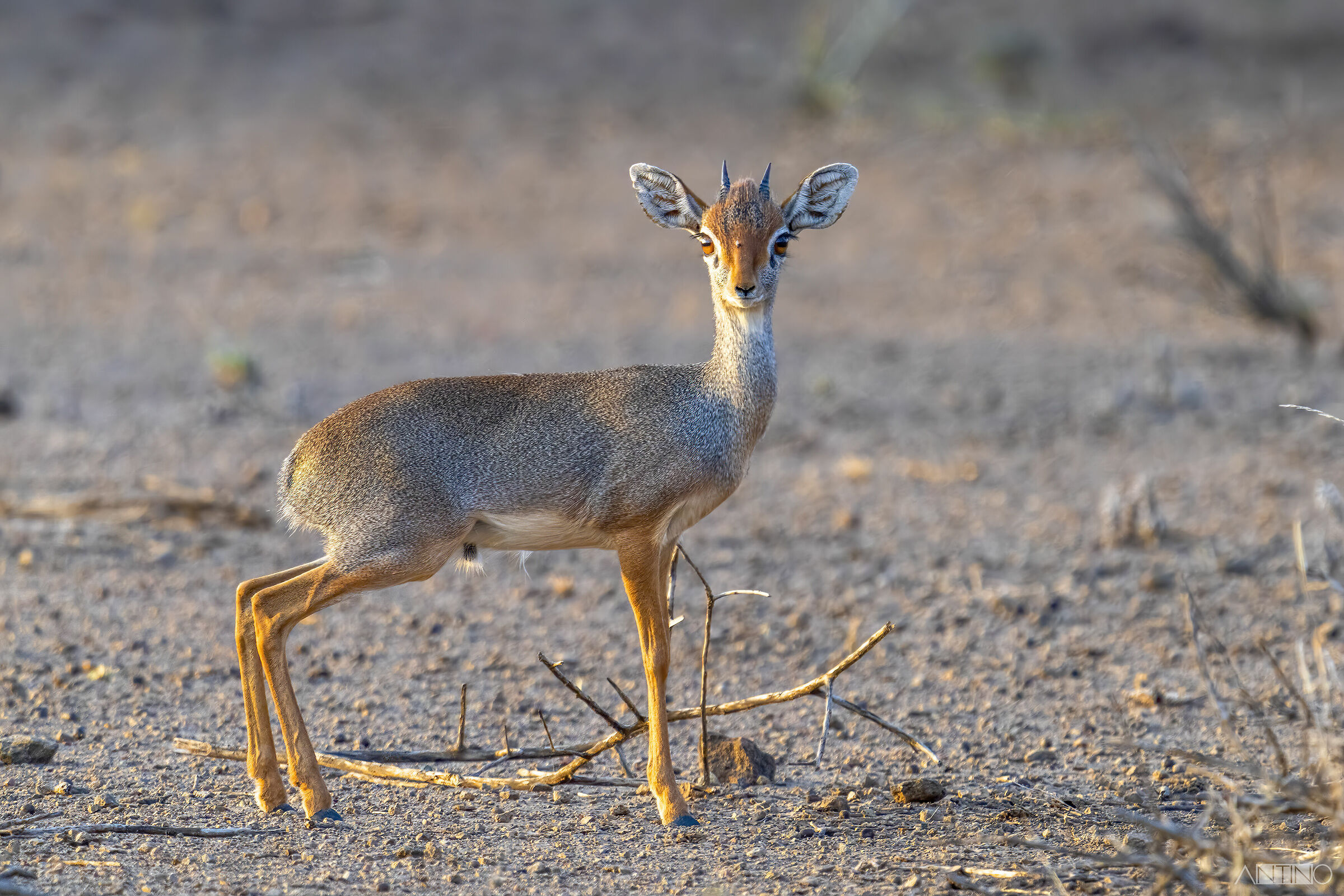 Dik-Dik, Madoqua