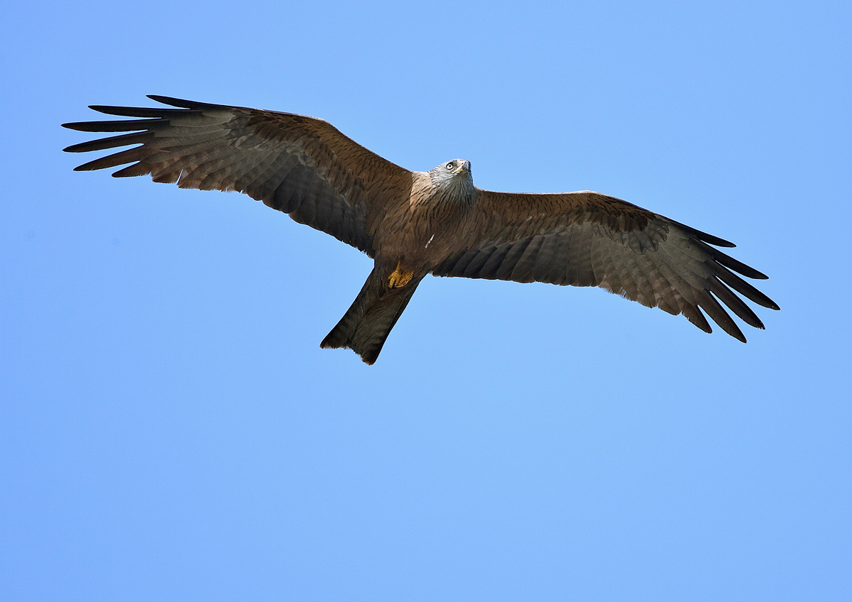 Black Kite