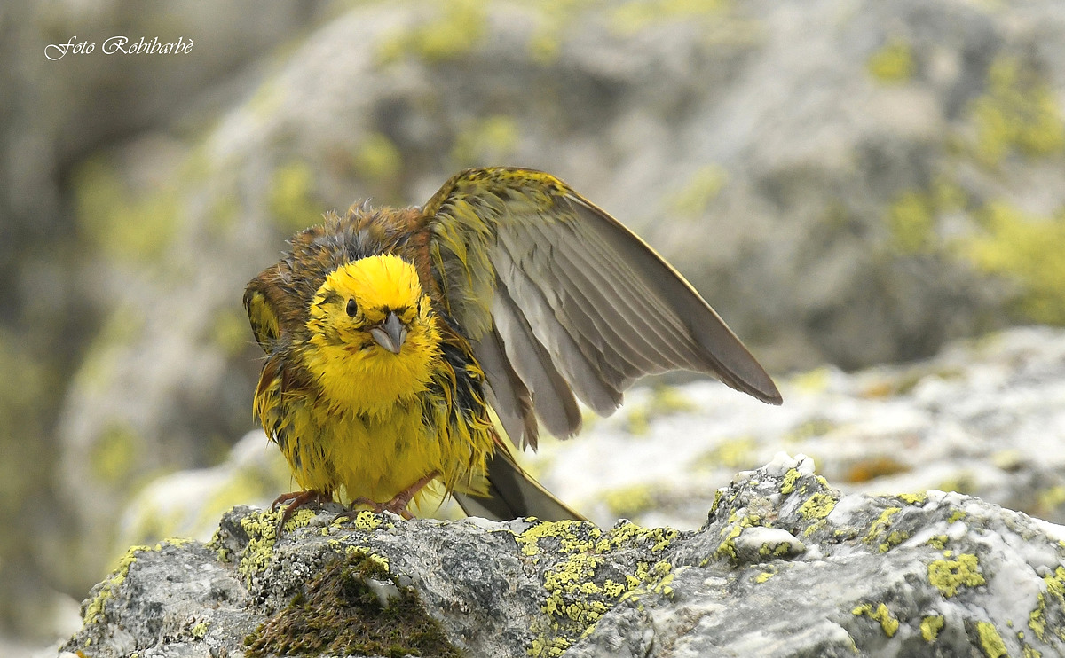 Zigolo giallo....toilette dopo il bagno...