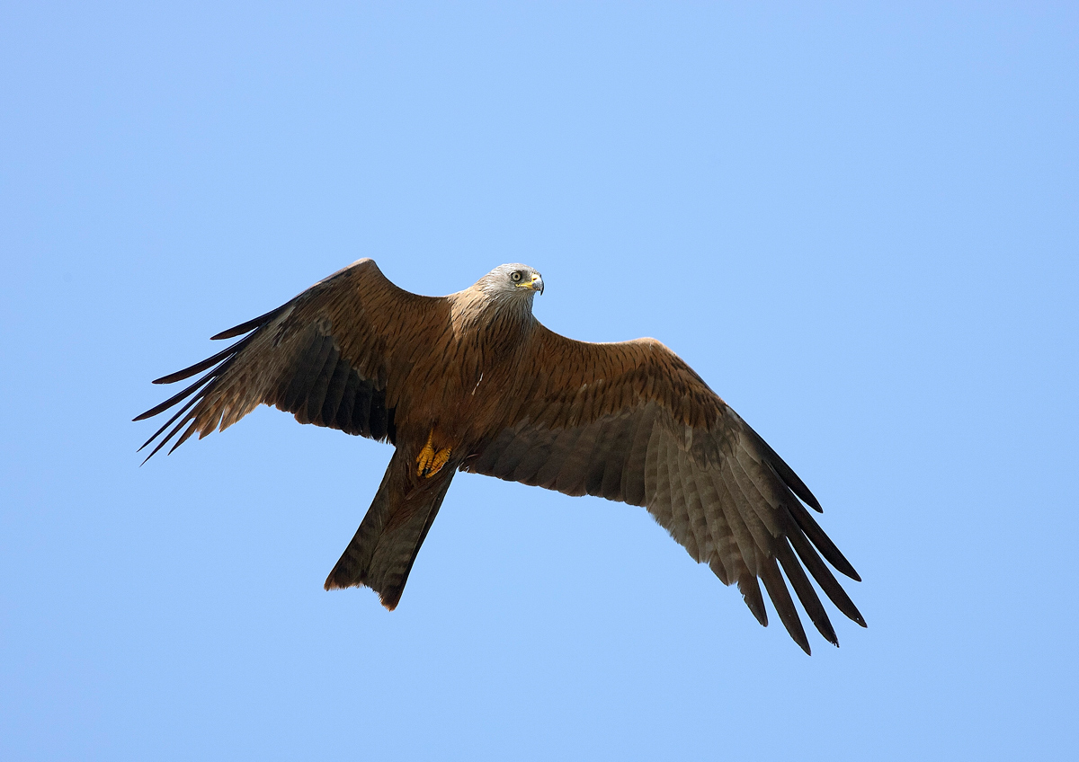 Black Kite 2
