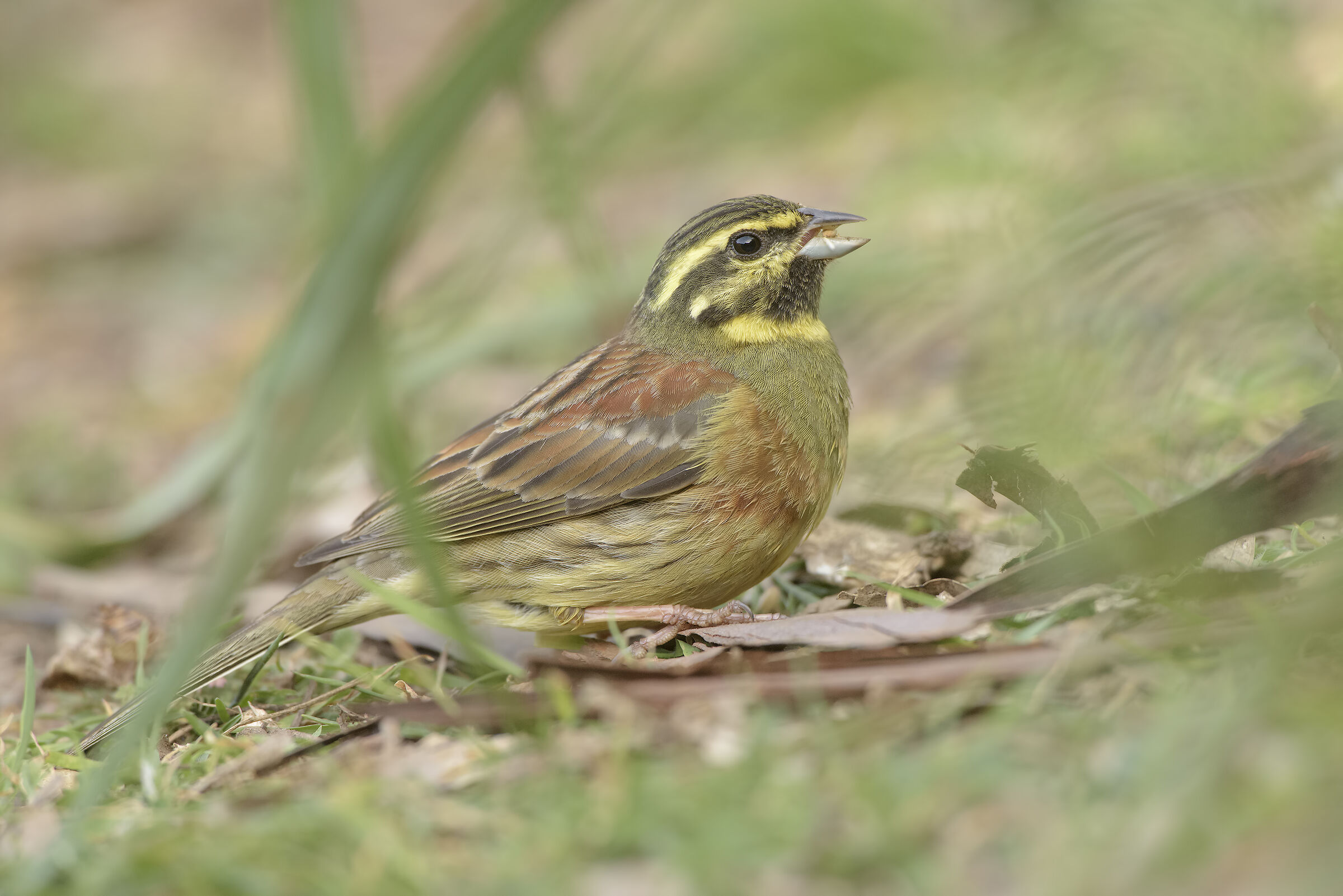 maschio di zigolo nero