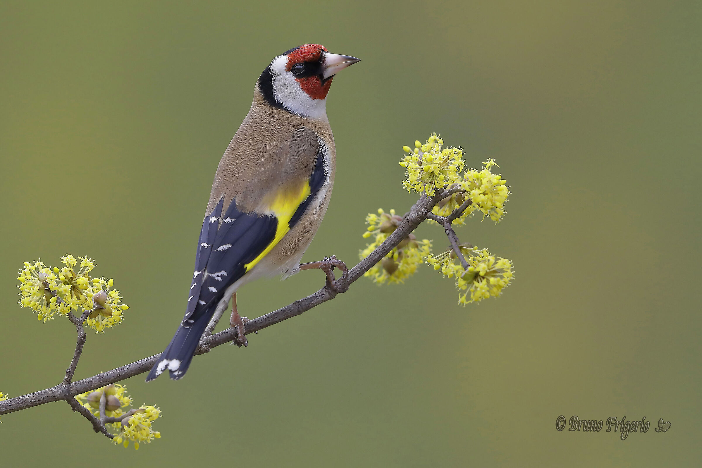 cardellino in fiore 2