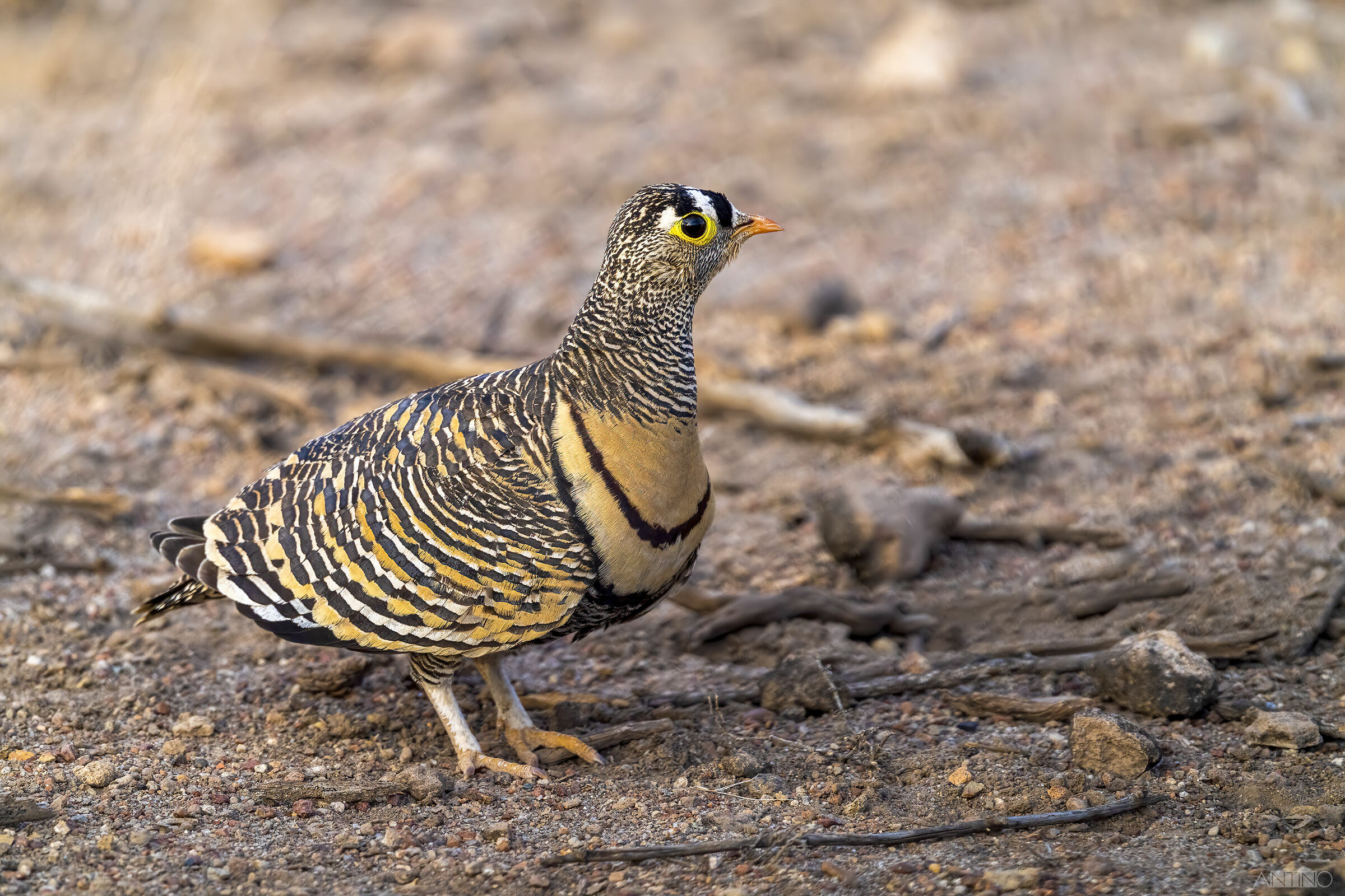 Lichtenstein's Sandgrouse