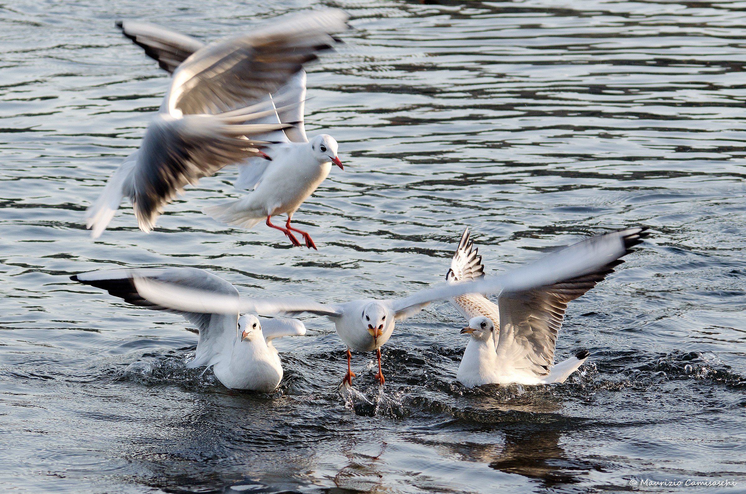 The conquest of the food