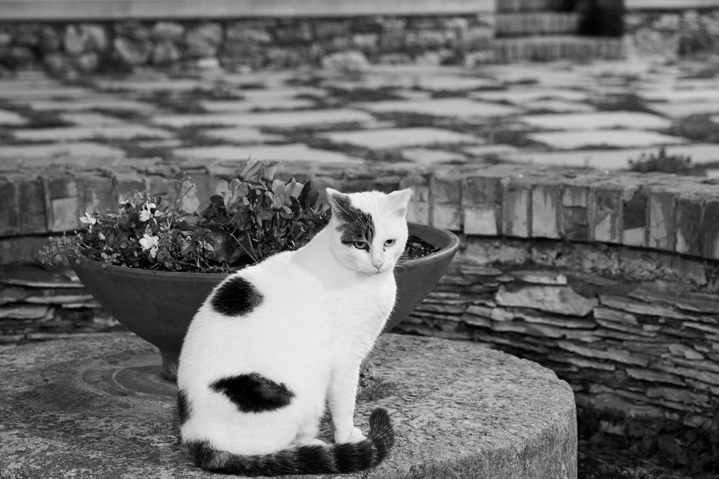 Il re della Piazzetta