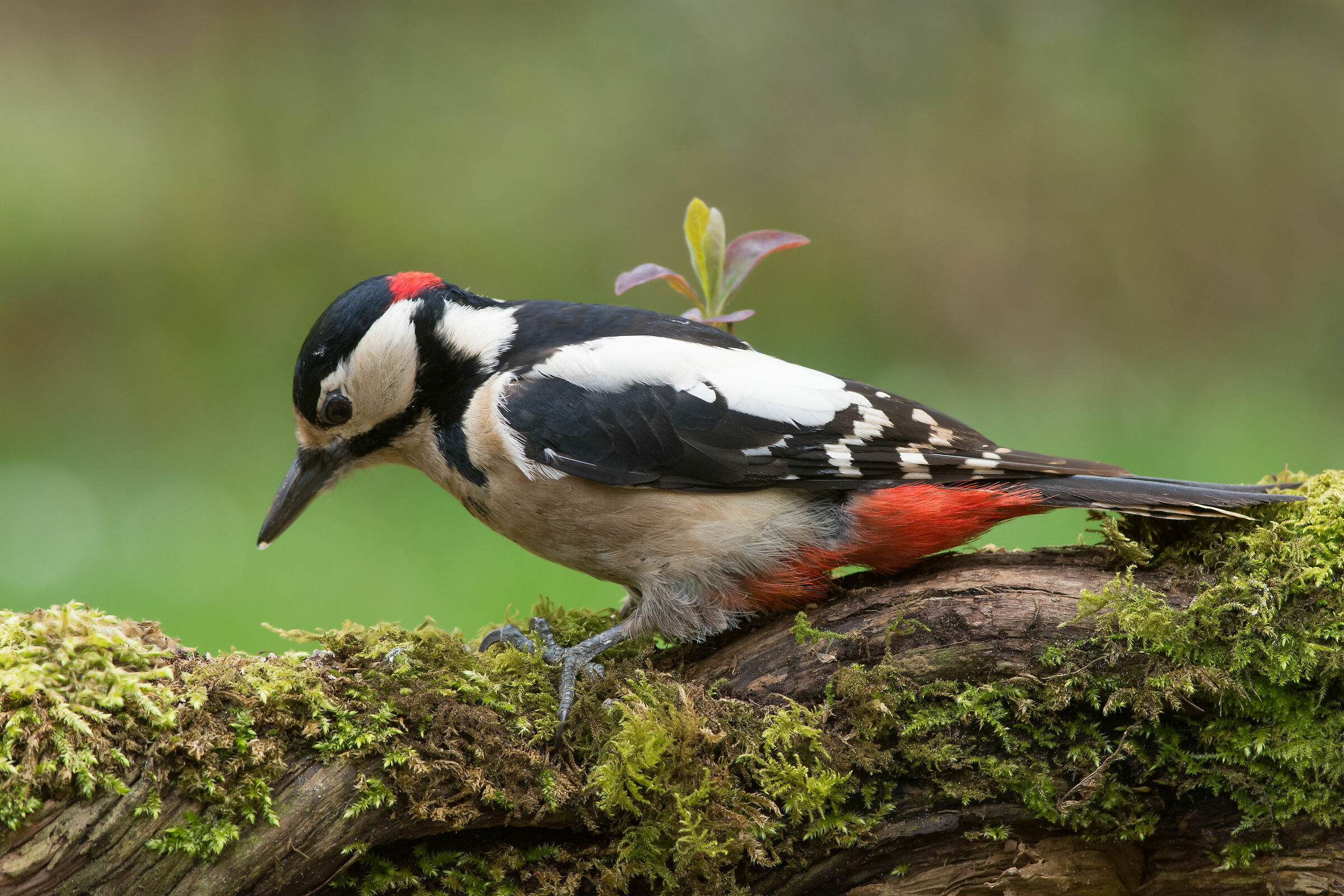Ottimo picchio maculato