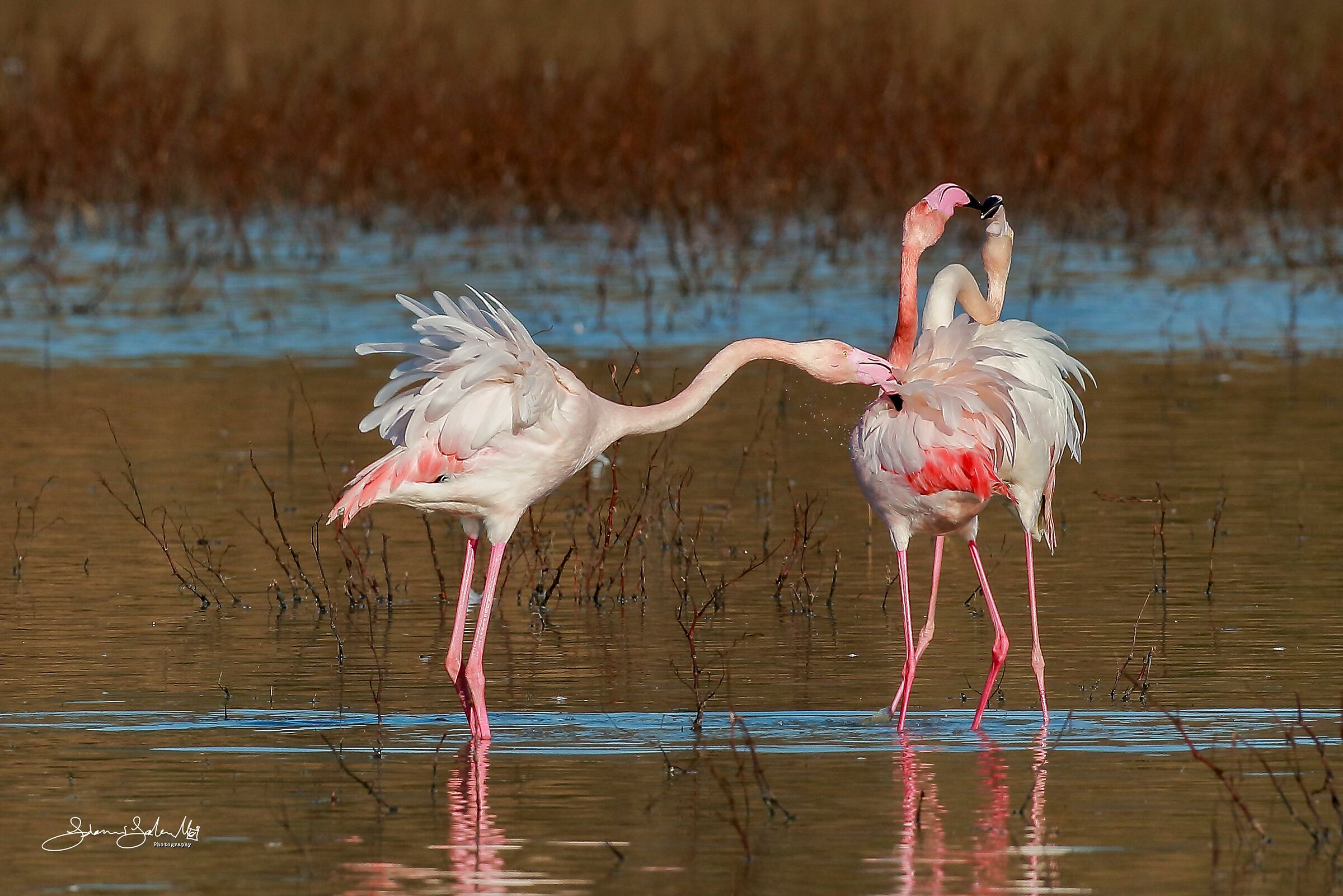 Jealousy (Phoenicopterus roseus, Pallas, 1811)