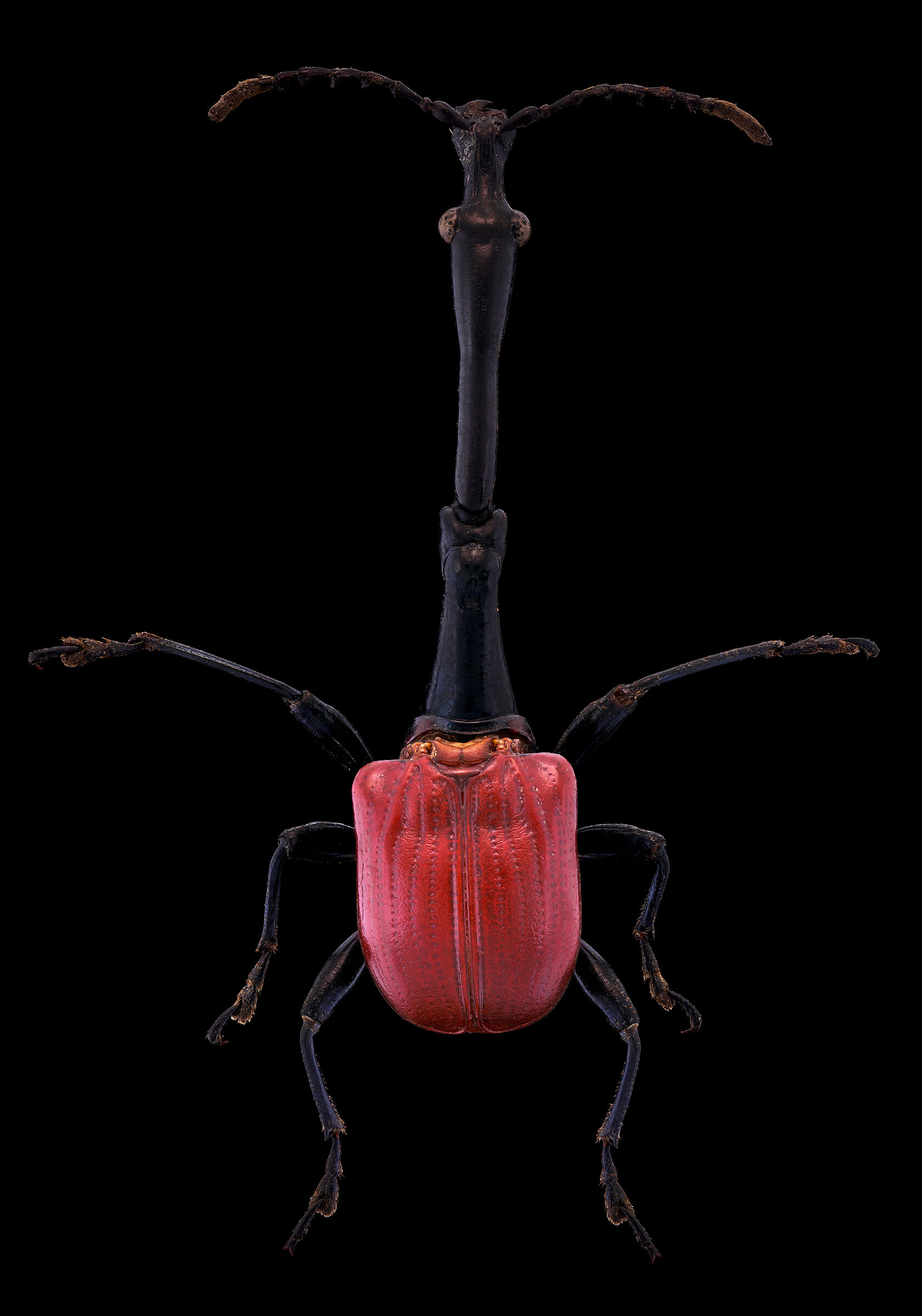 Trachelophorus giraffa