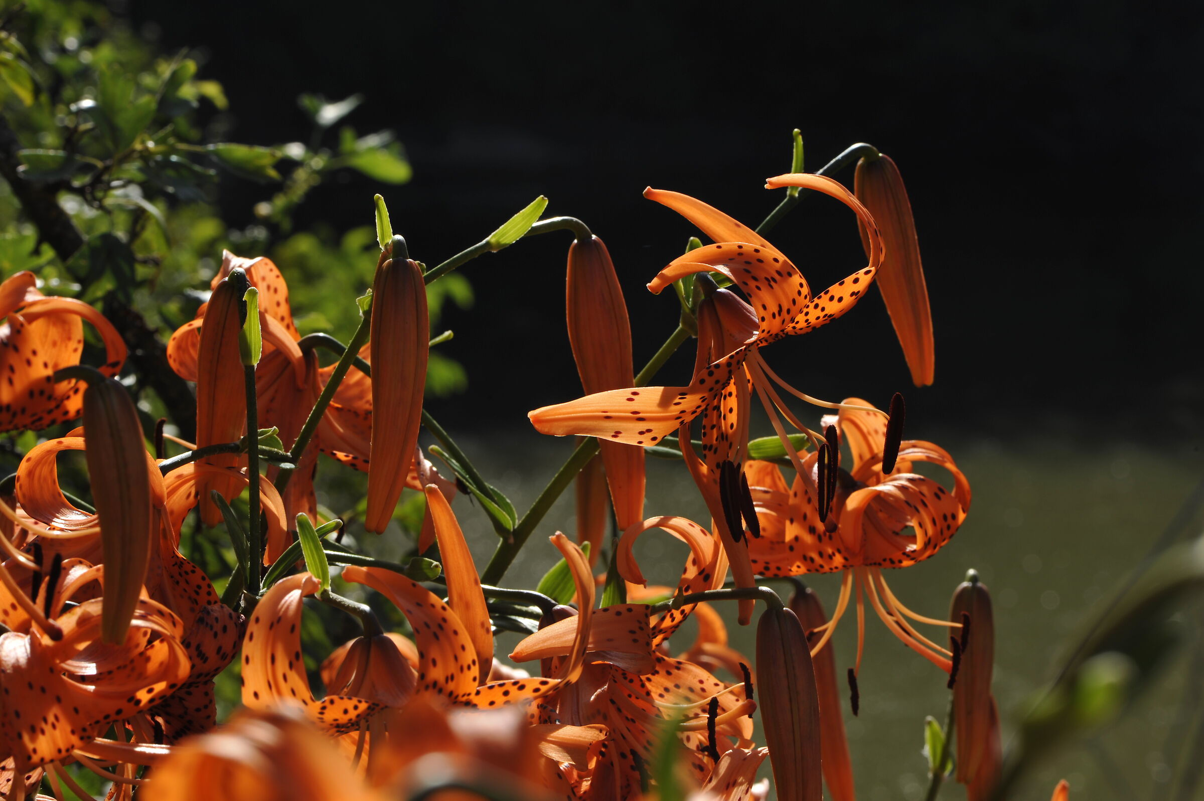 08 lilium tigrinum