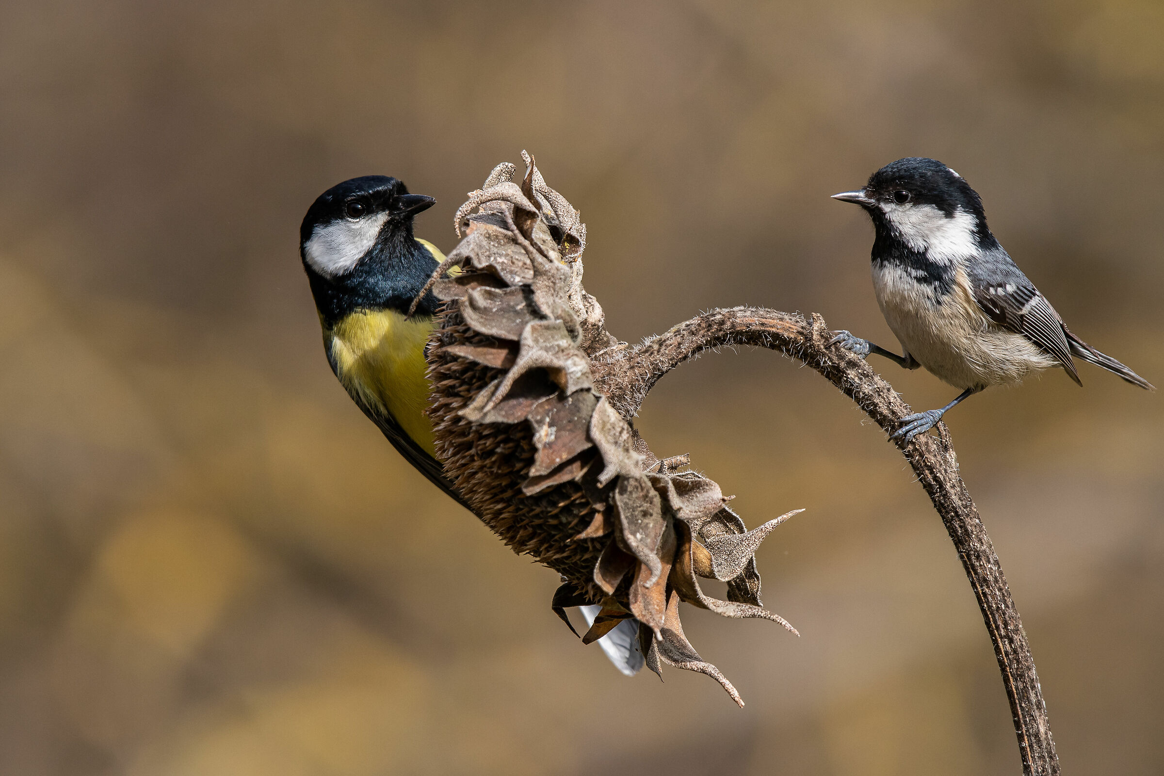 Cinciallegra and Cincia Mora waiting...