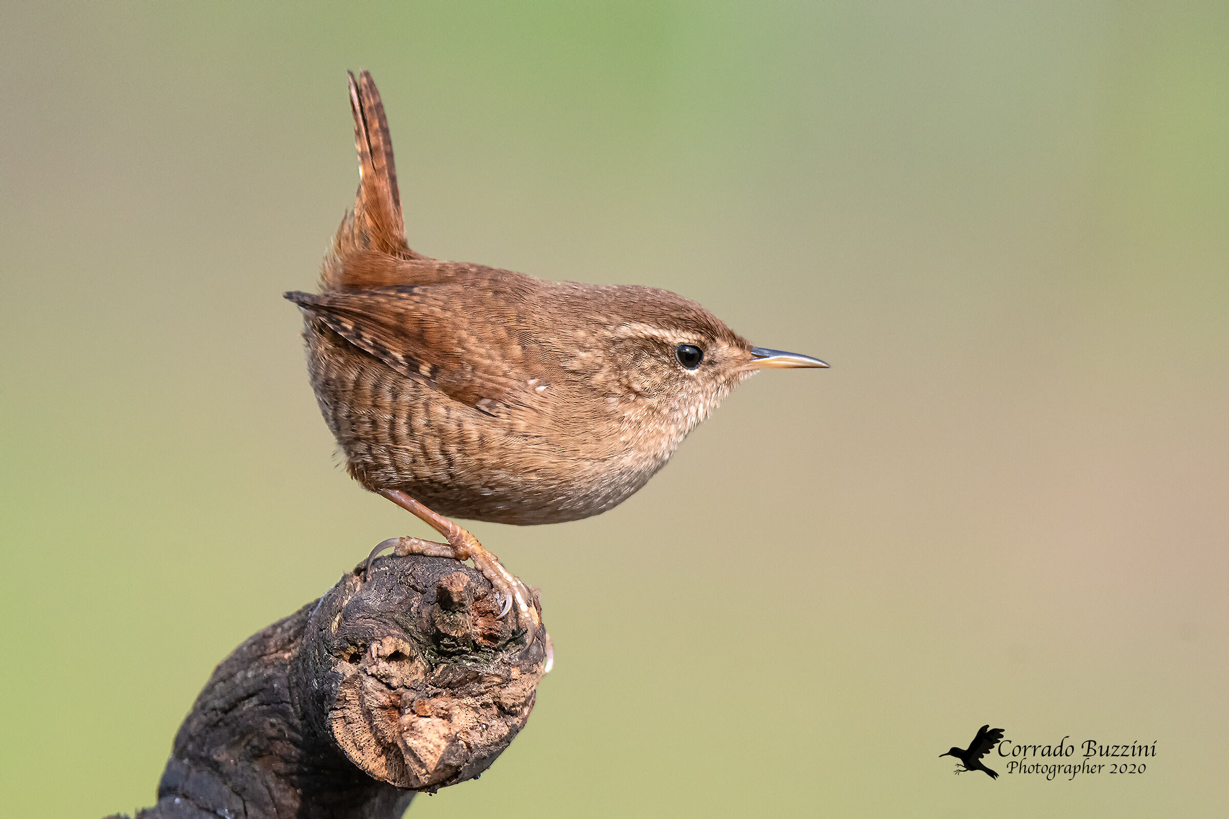 Wren
