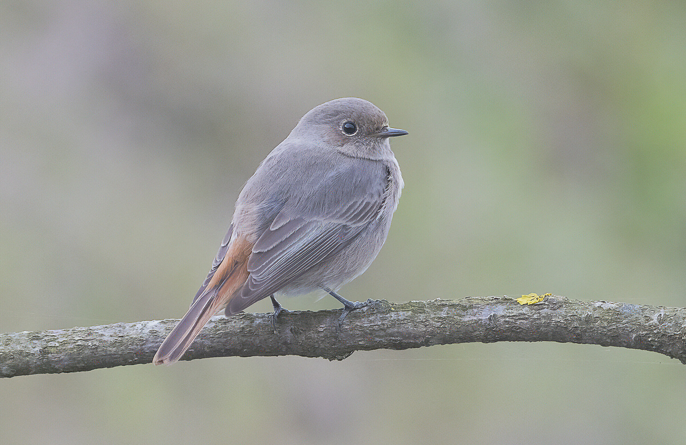 Codirosso chimney sweep female