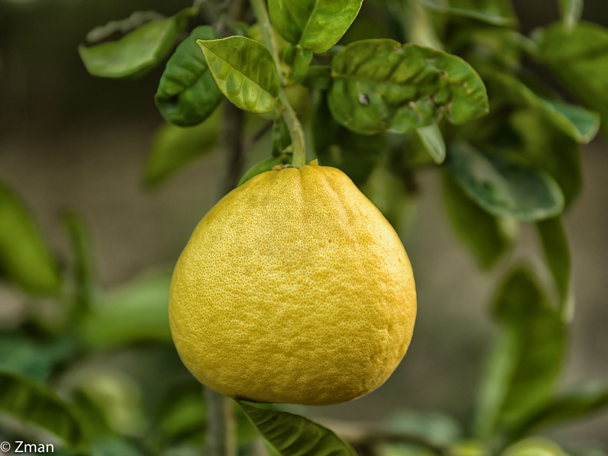Arancione Bumaleh