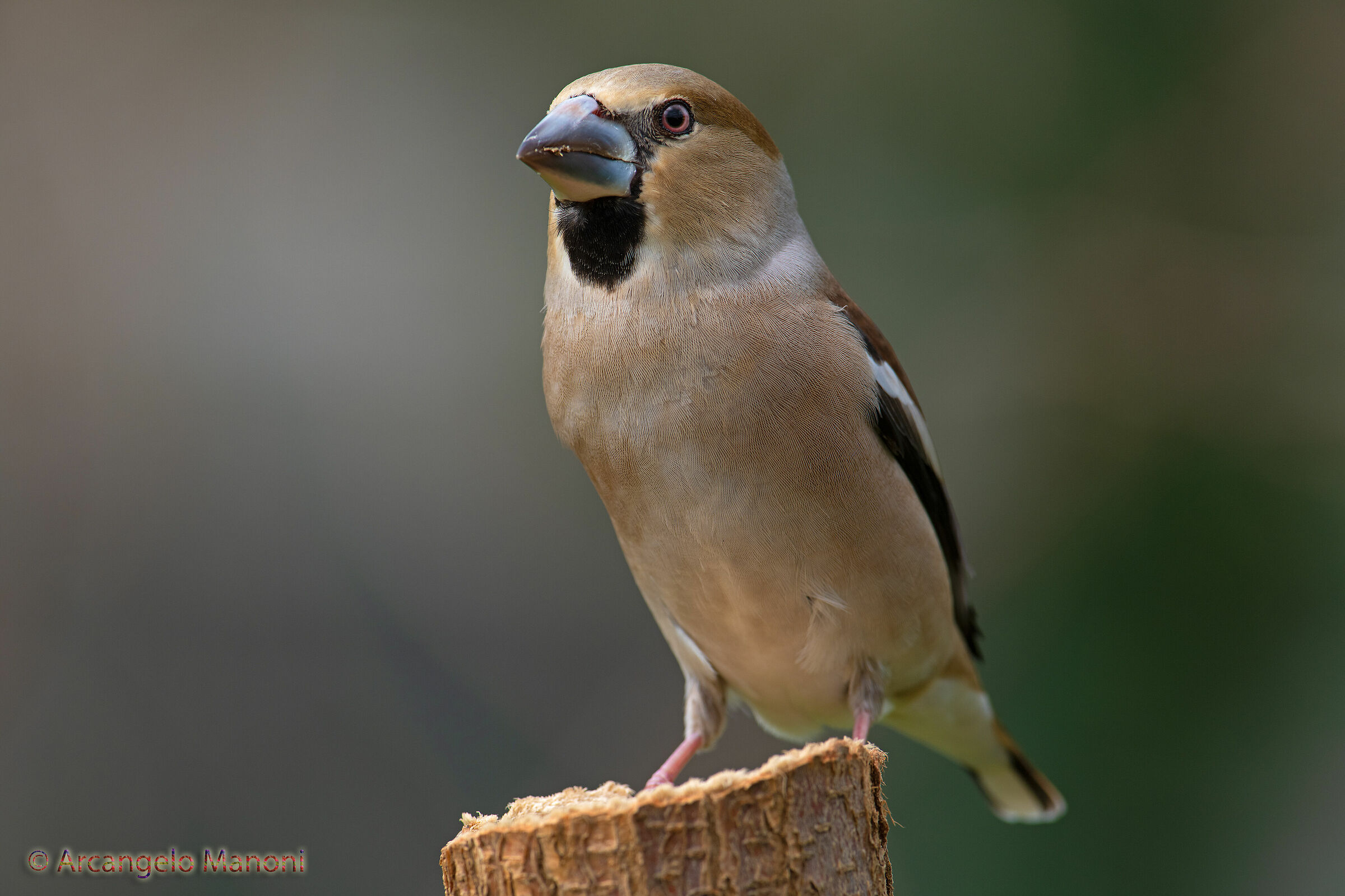 Proud to be the female of the frosone