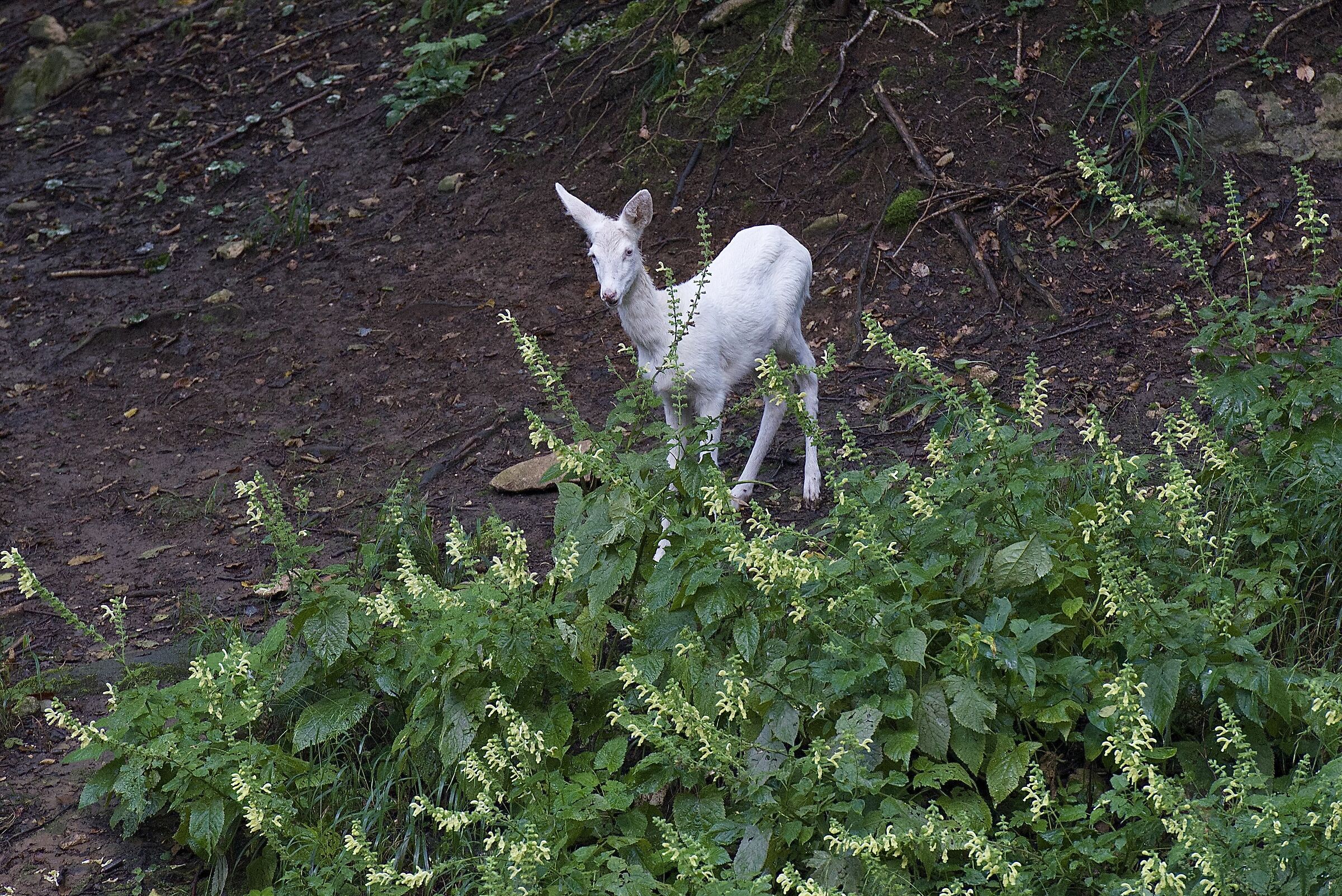 capriolo albino