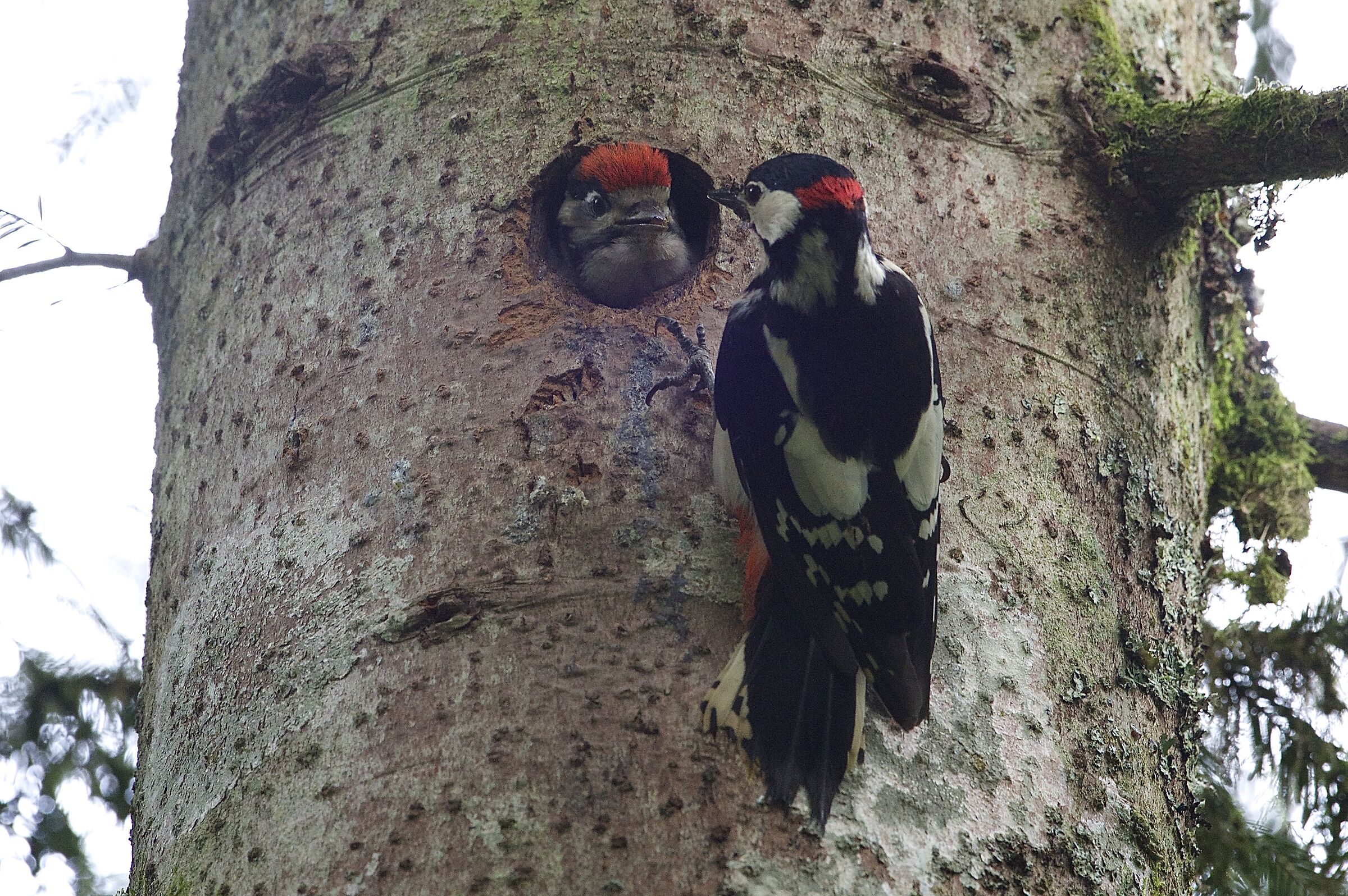 picchio rosso maggiore