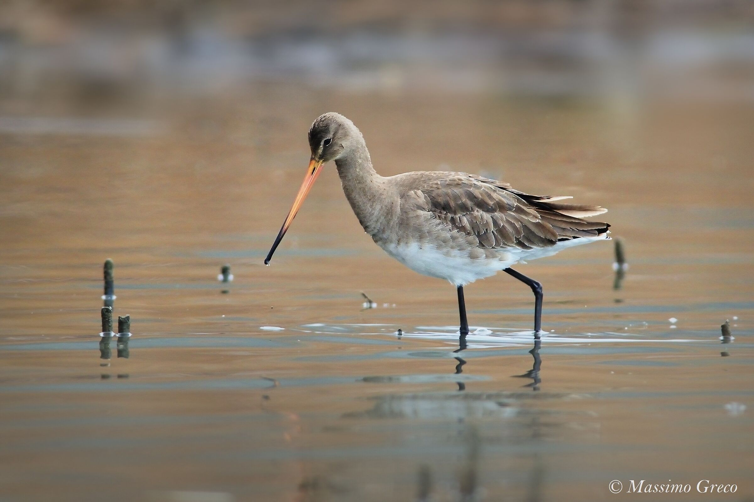 Royal Pittima (Limosa limosa)