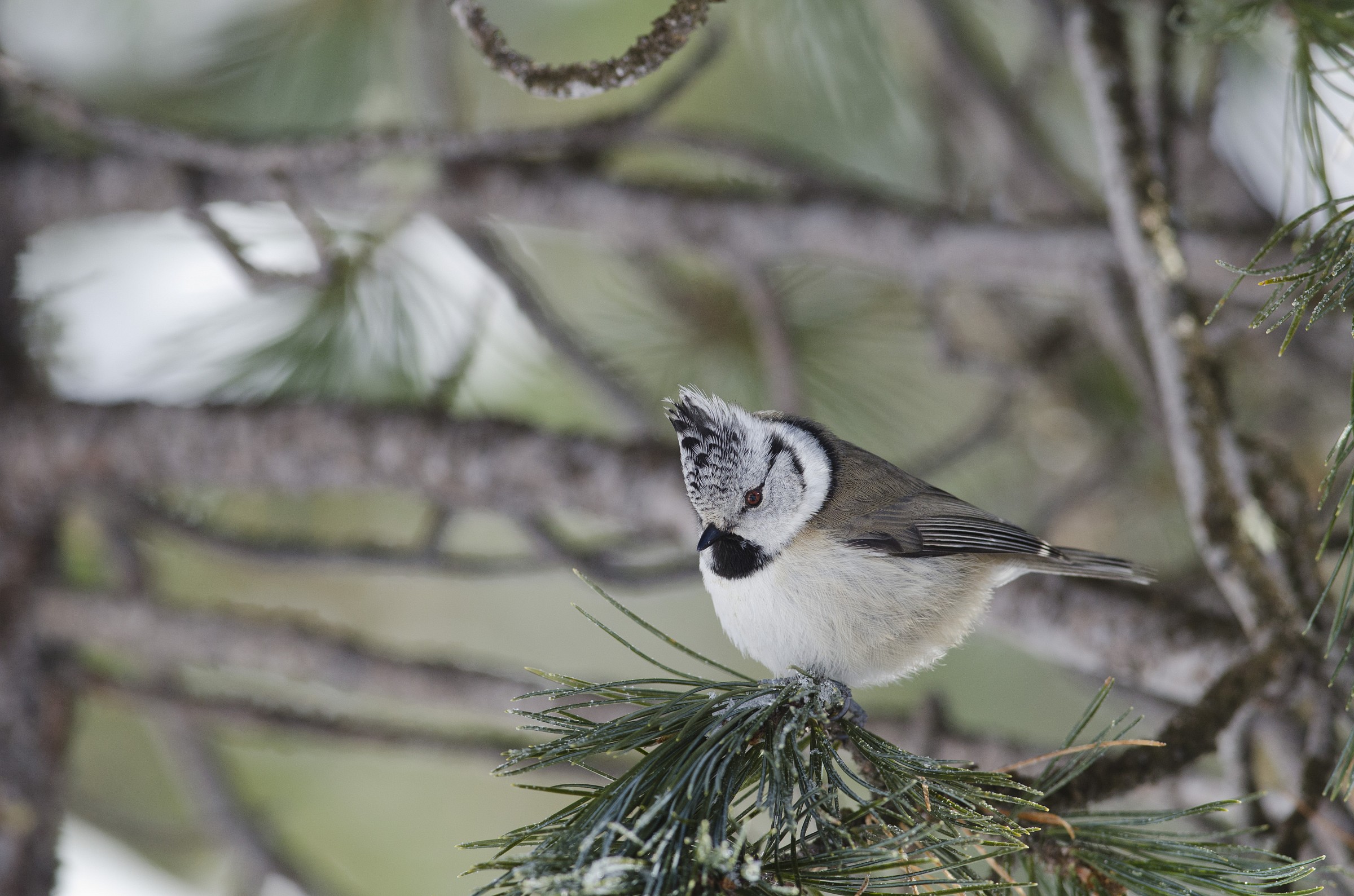 Crested Tit