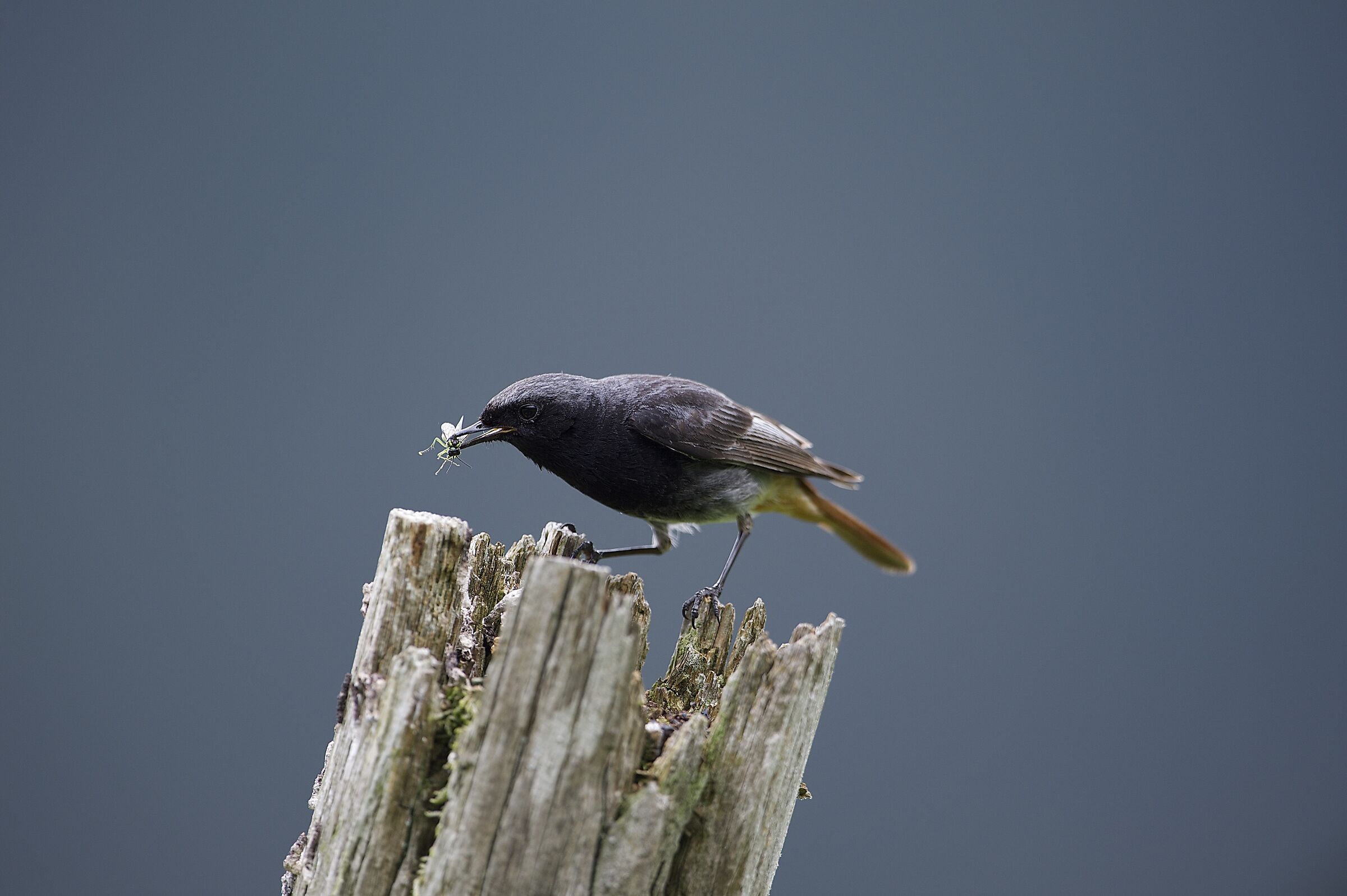 codirosso spazzacamino