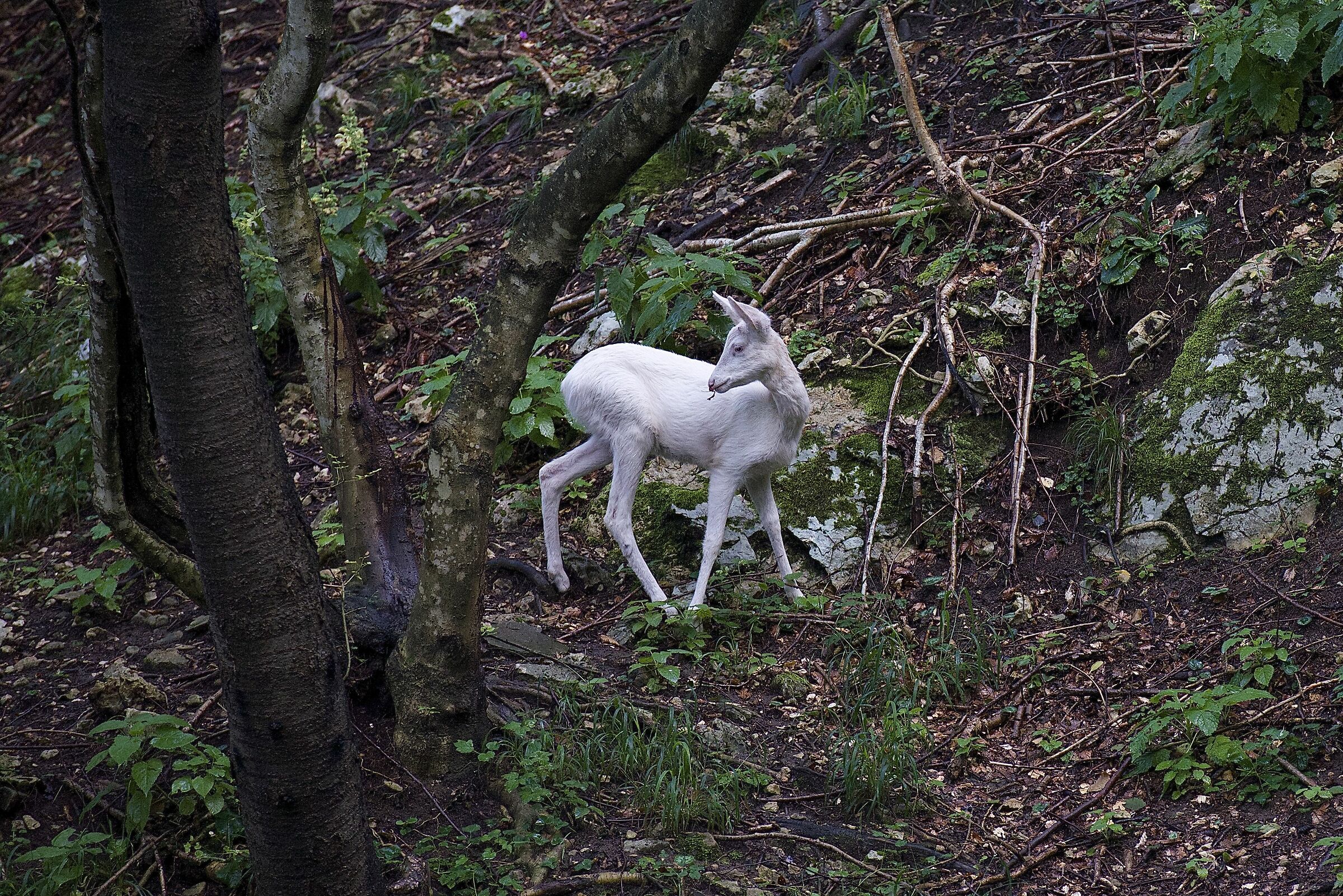capriolo albino
