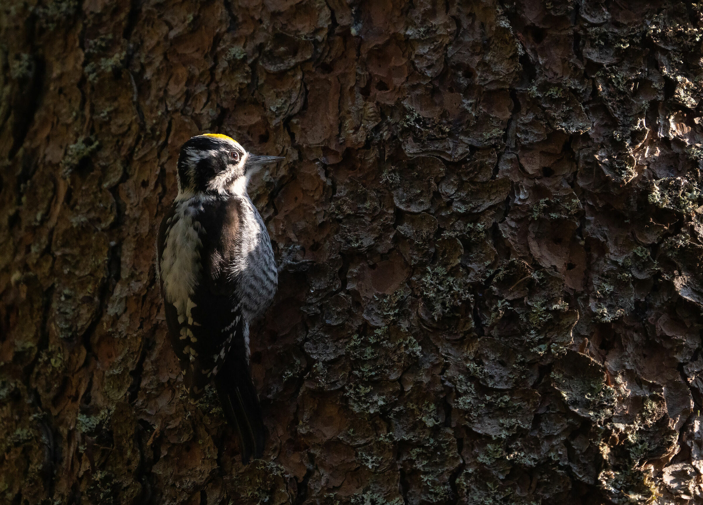Picchio a Tre TitoEurasiatico