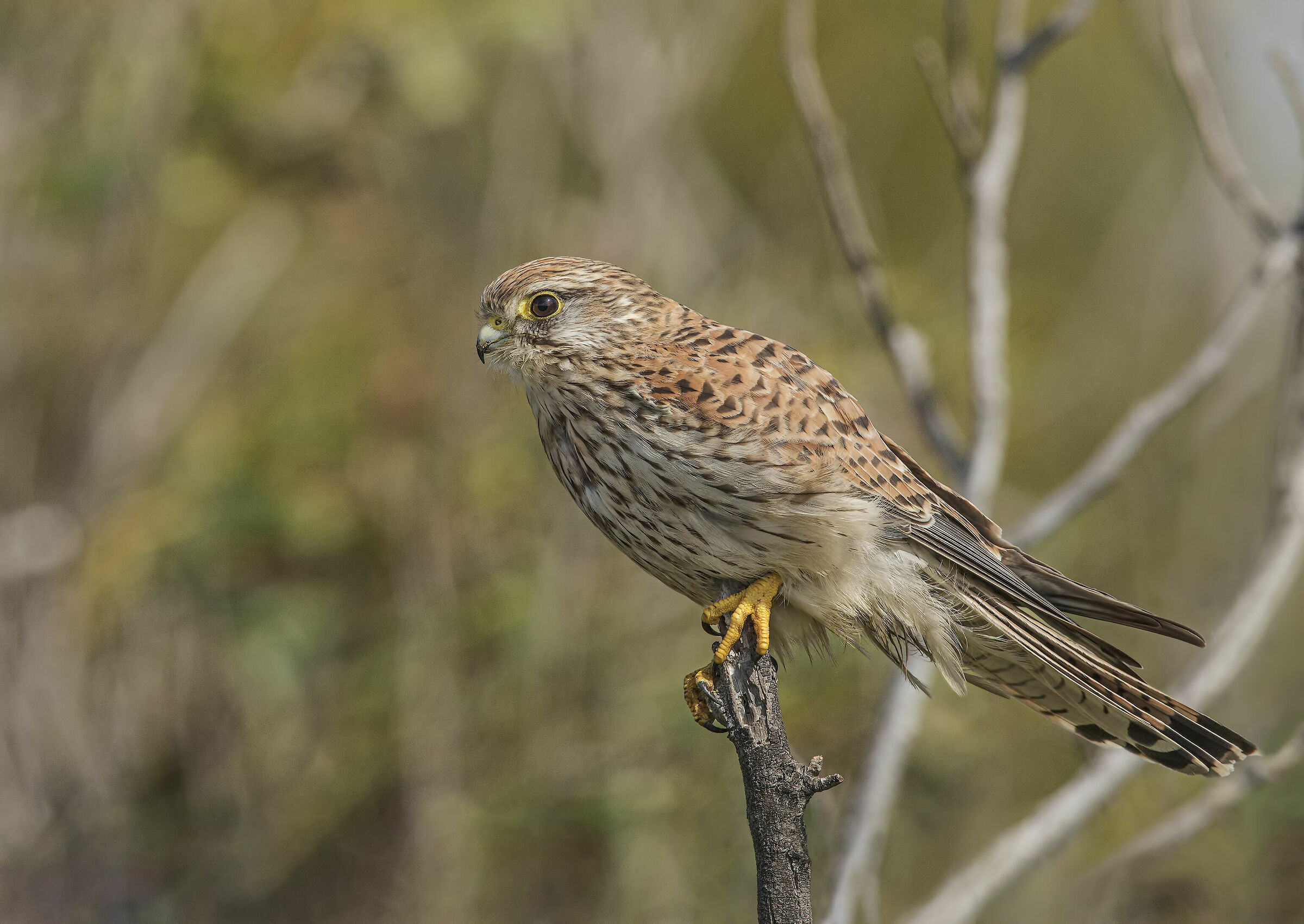 Kestrel